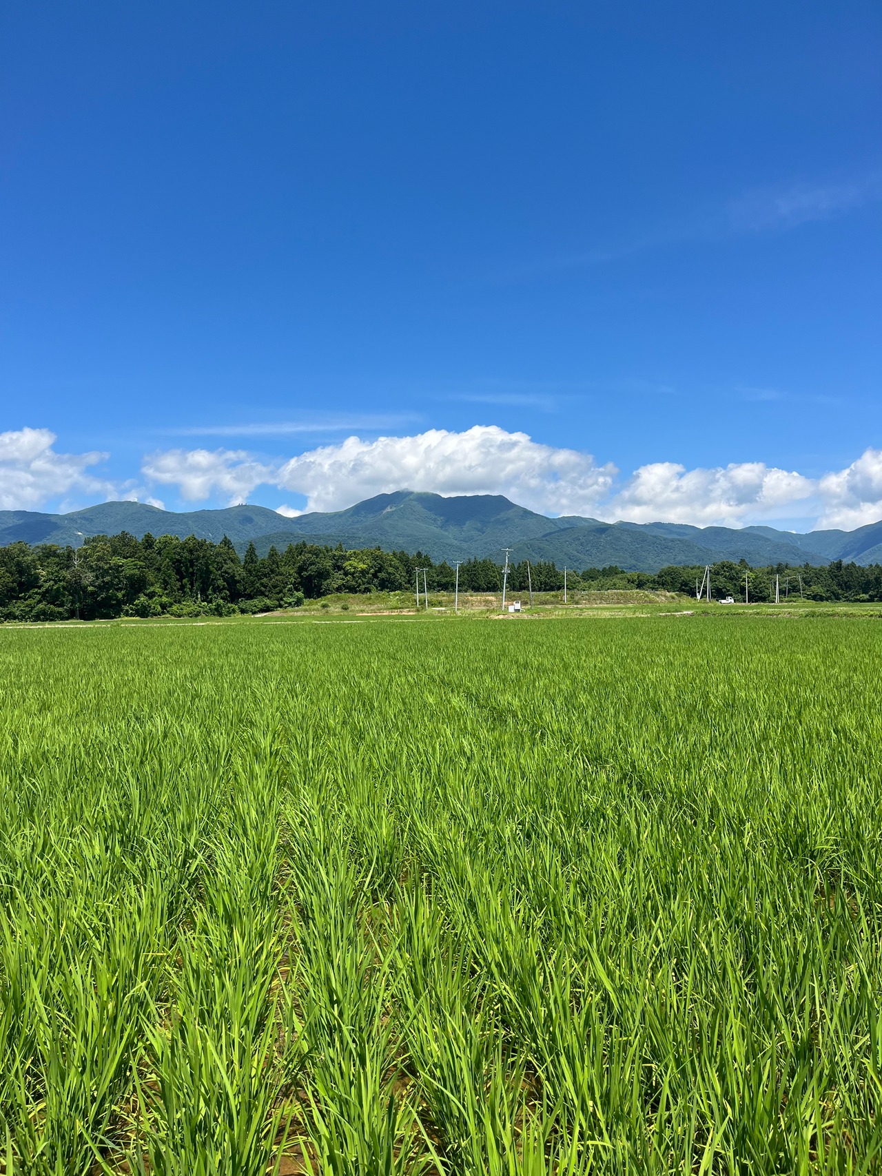 令和8年佐渡産コシヒカリ　5㎏・画像6