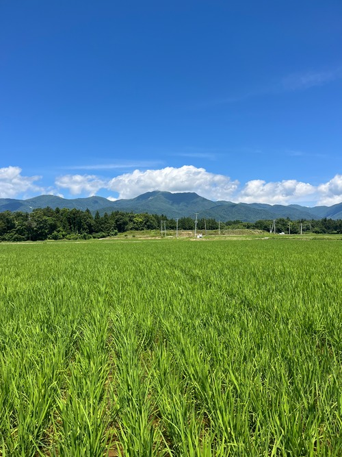 令和8年佐渡産コシヒカリ　5㎏・画像6