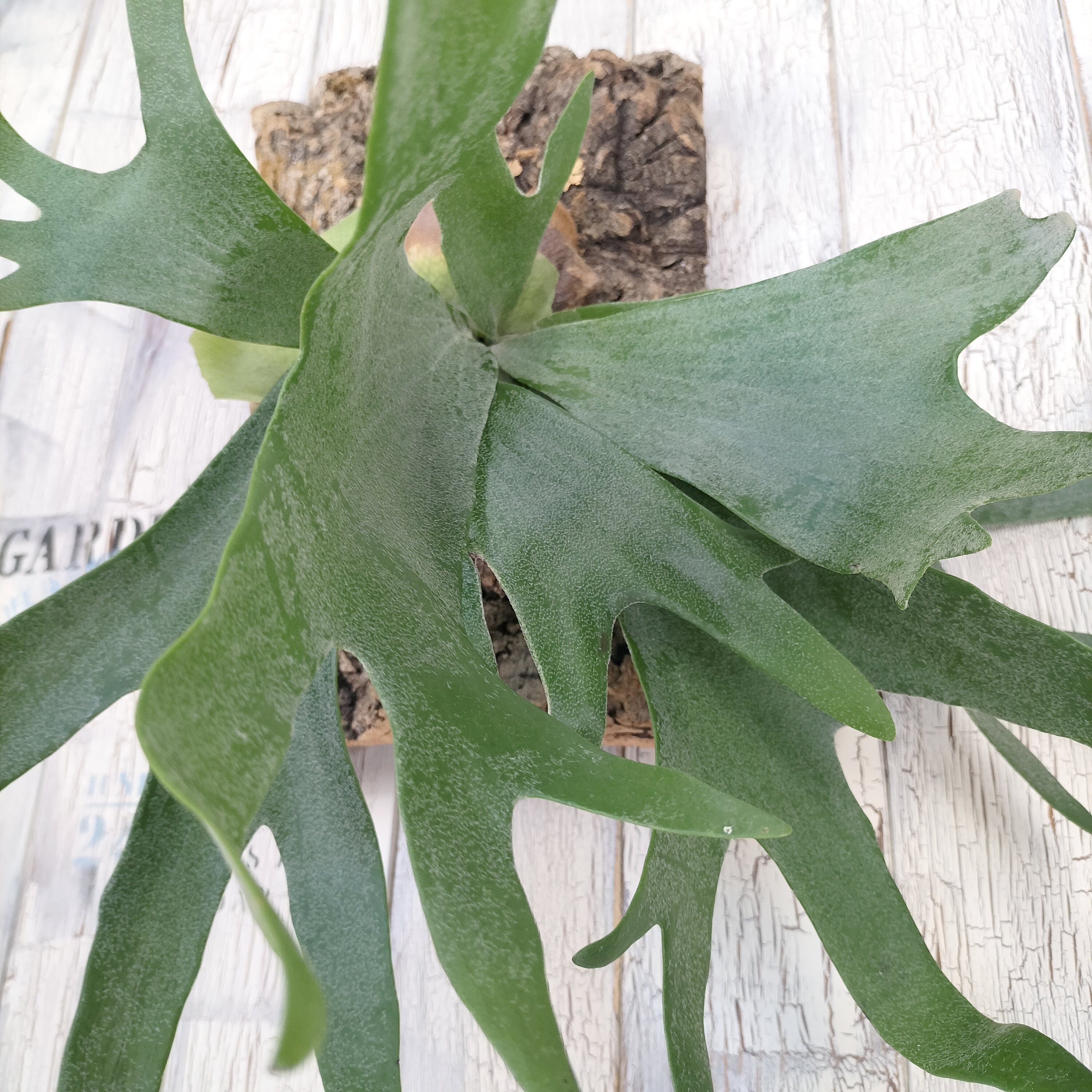 ビカクシダ ビーチィー コルク壁掛け　観葉植物