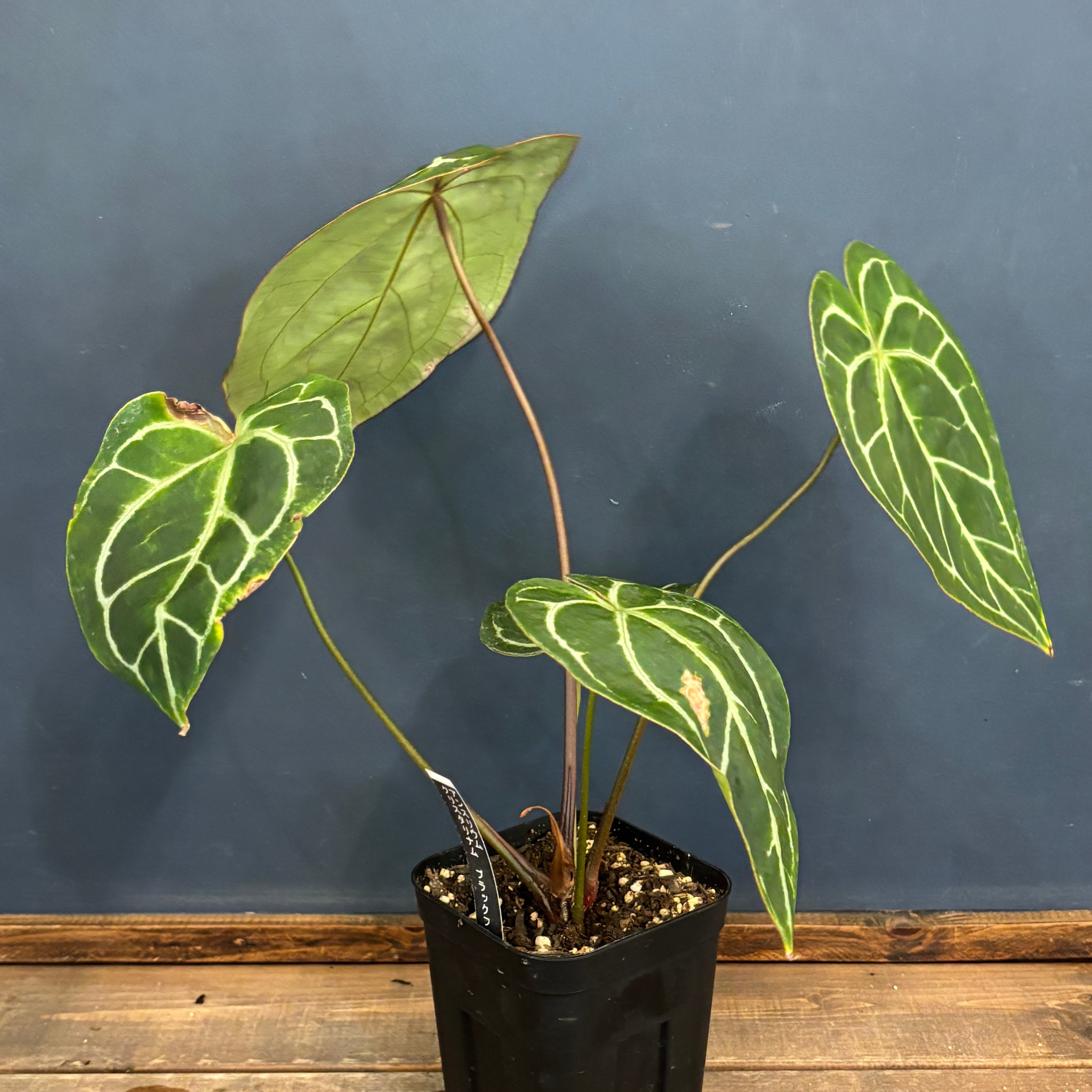 クリアランス】アンスリウム クリスタリナム ブラックフォーム【1021