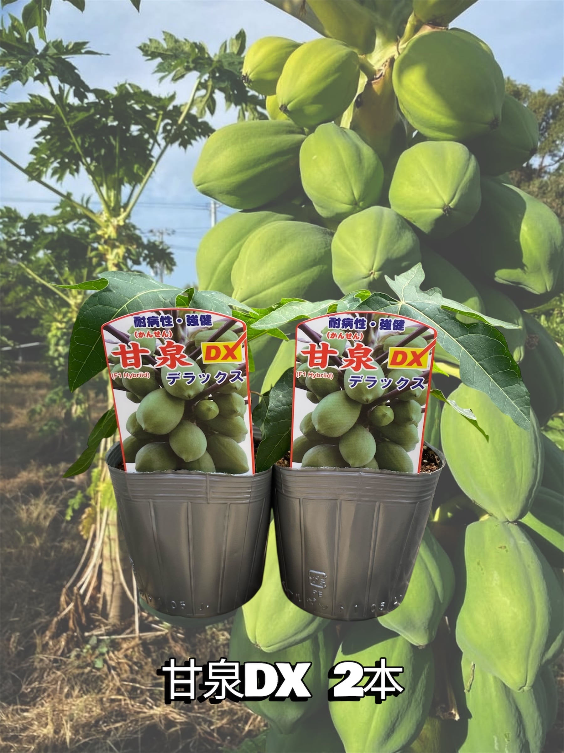 甘泉DX2本セット」青パパイヤ苗 | wakabaseed