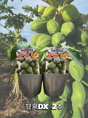 「甘泉ＤＸ2本セット」青パパイヤ苗