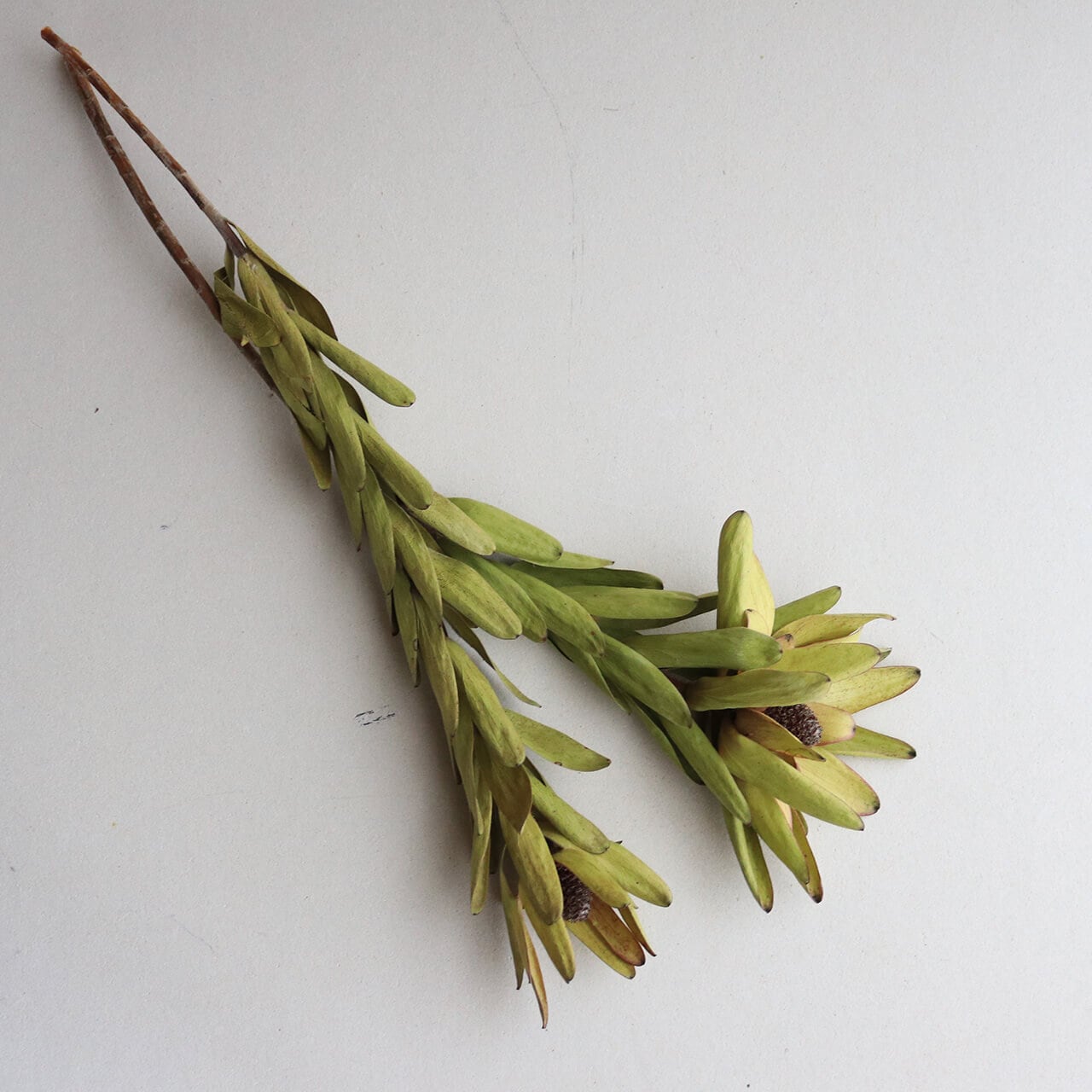 リューカデンドロン ロセッティ / ドライフラワー 花材 リース 手作り