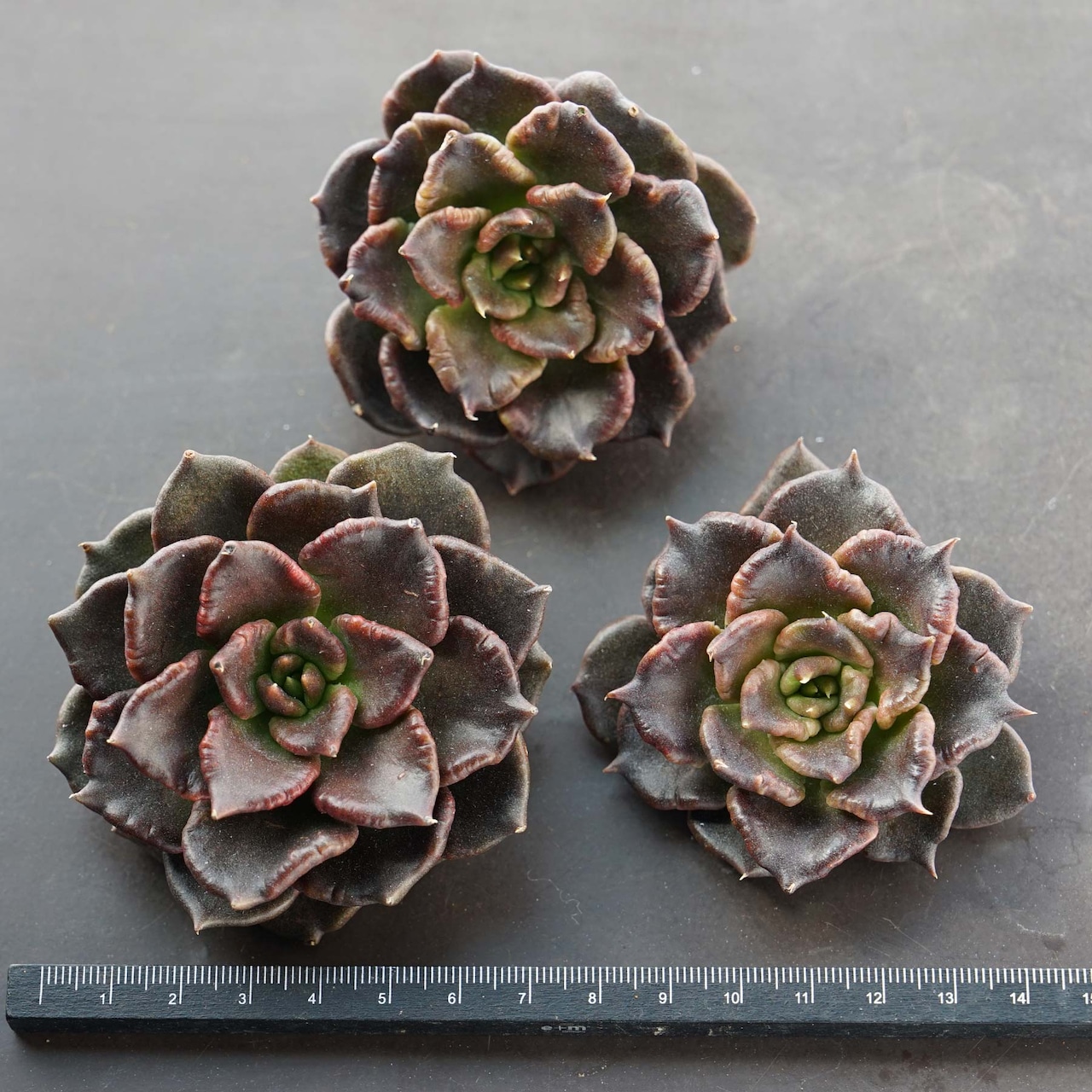 カット苗 ブラックマディバ Echeveria 'Black Madiba'