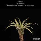 【送料無料】'Silver Queen' × capitata 'Marron'〔エアプランツ〕現品発送T5156