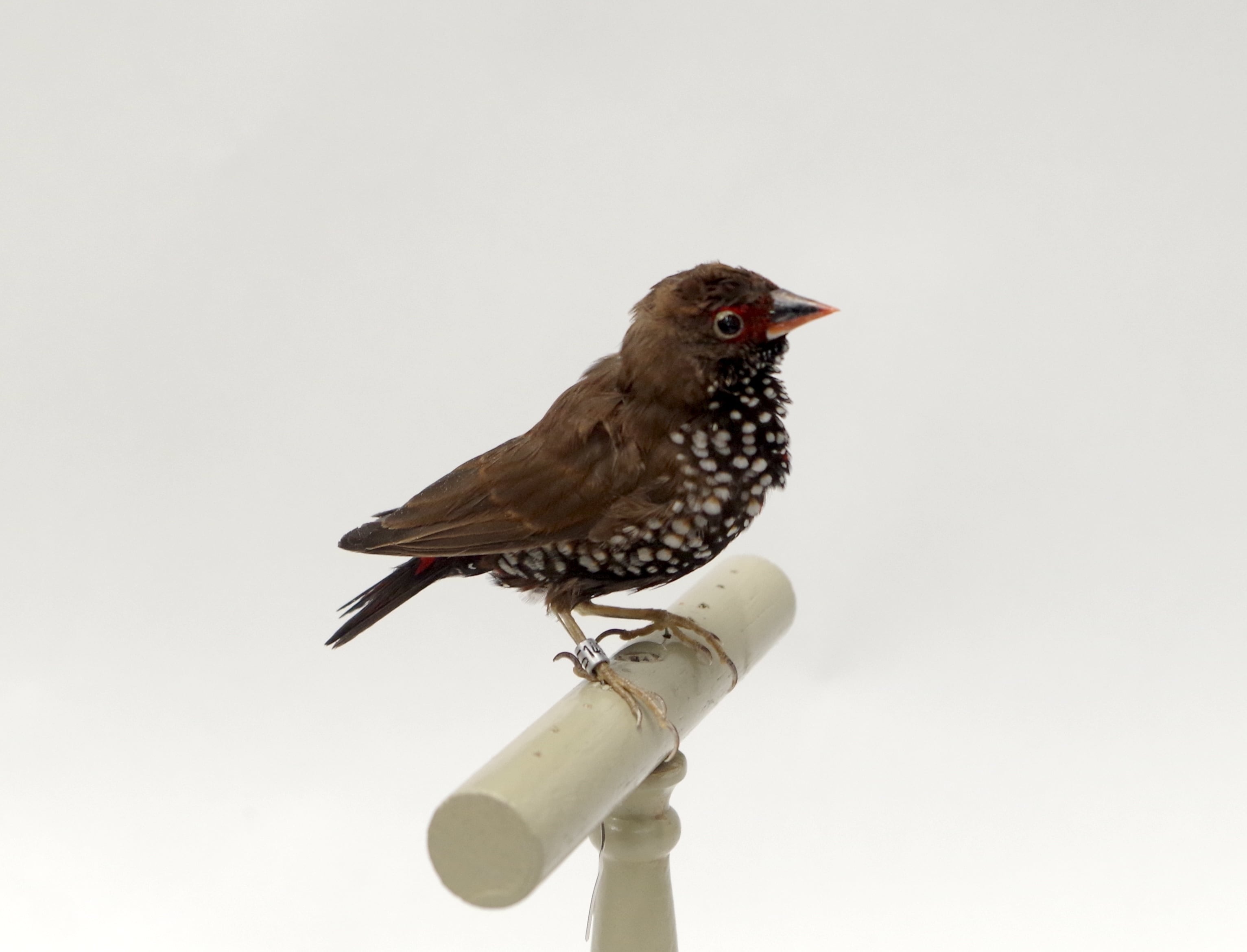 ノスリ 剥製 ノスリ 剥製