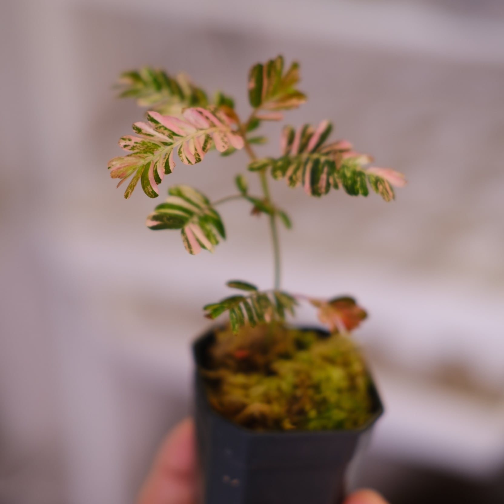 Phyllanthus urinaria 'Pink Variegated'⑤ / フィランサス