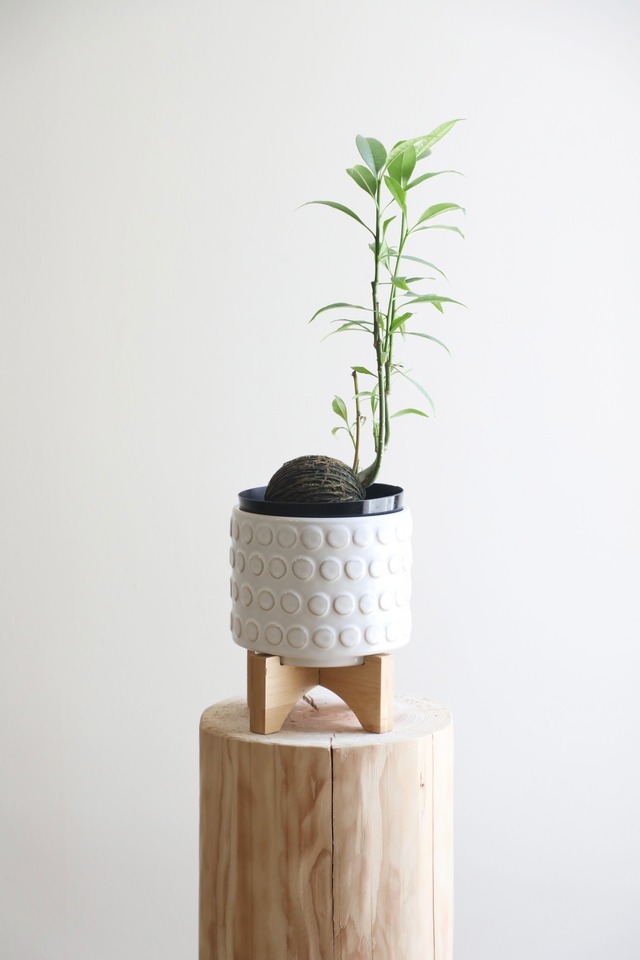 ケレベラ/Cerbera　※陶器鉢カバー付き