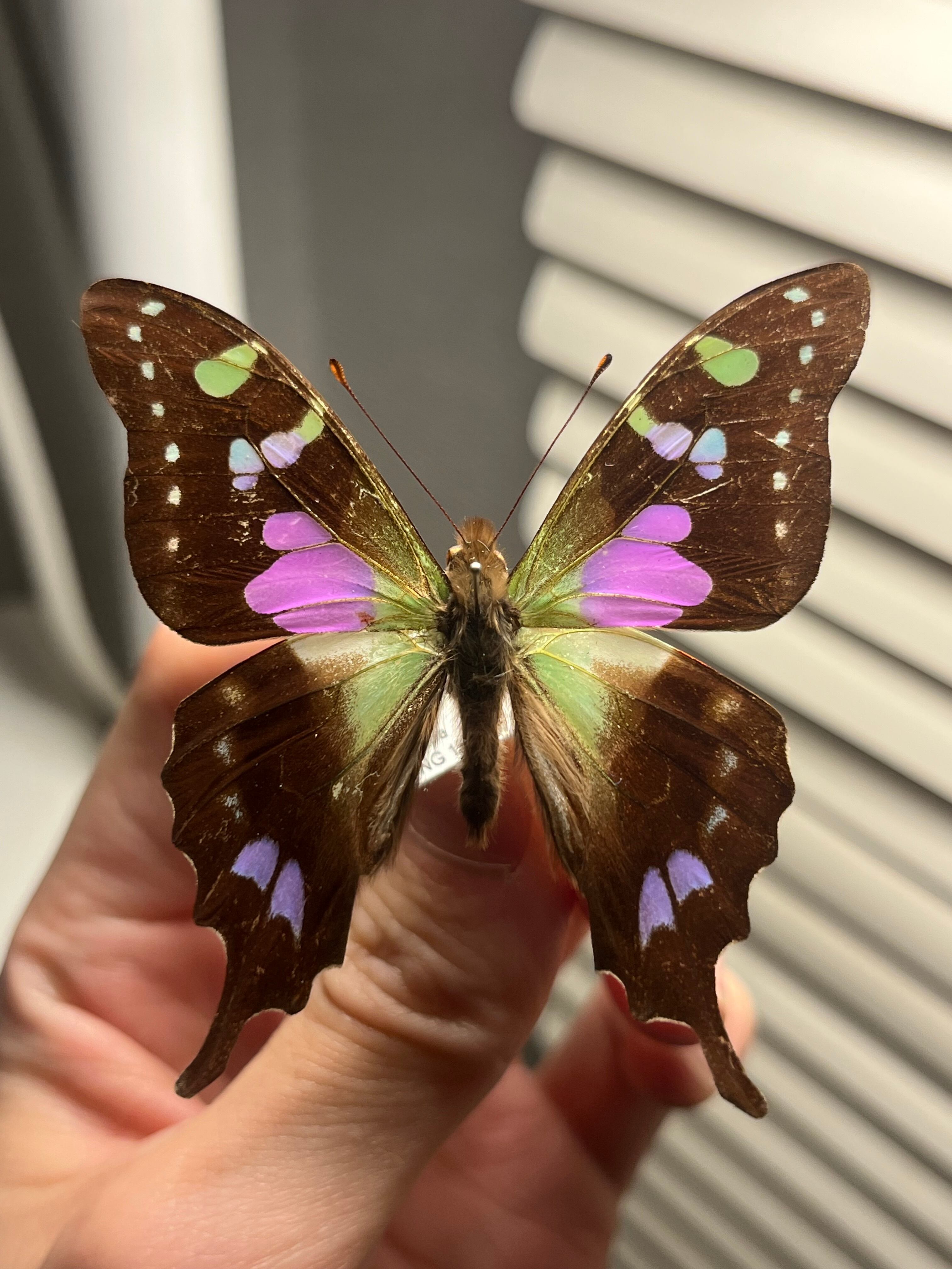 1点限り レア アンドロメダスカシジャノメ 蝶 標本 標本 【属内最高峰
