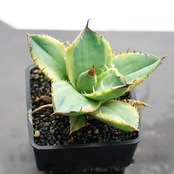 抜き苗 チタノタ錦 Agave titanota f.variegata