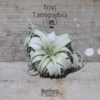 【送料無料】キセログラフィカ S〔エアプランツ〕現品発送T1745