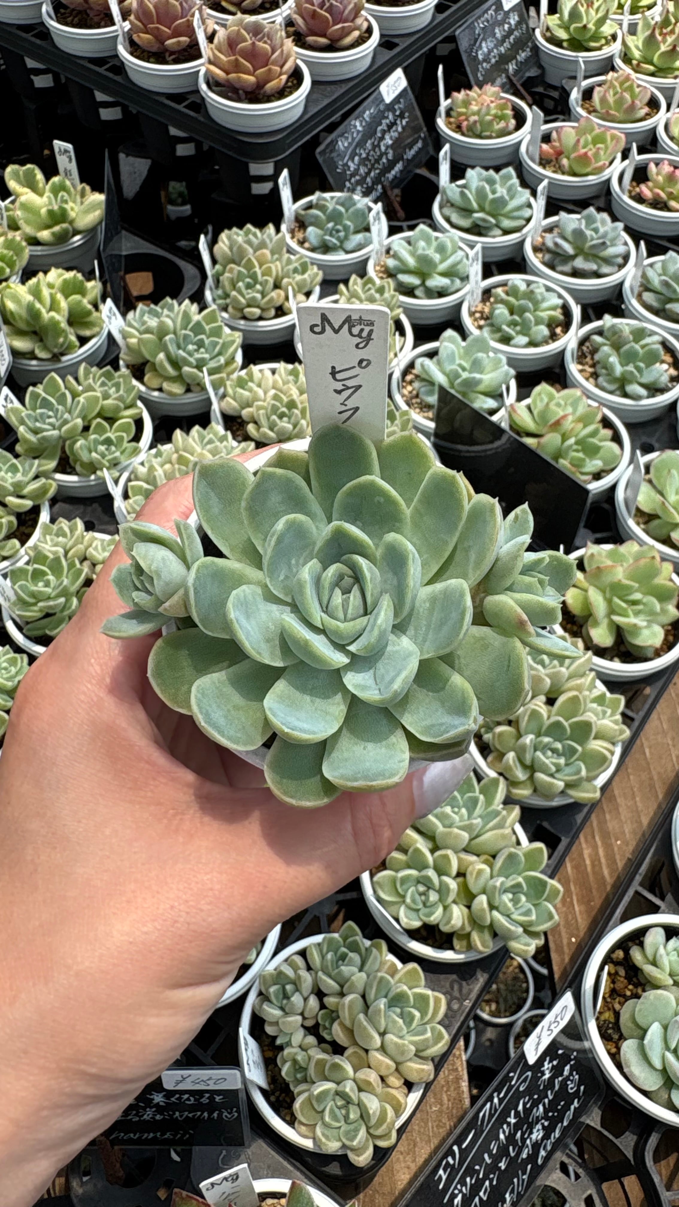 ピンクザラコーザ 多肉植物 エケベリア 安心の生産ポットそのまま販売