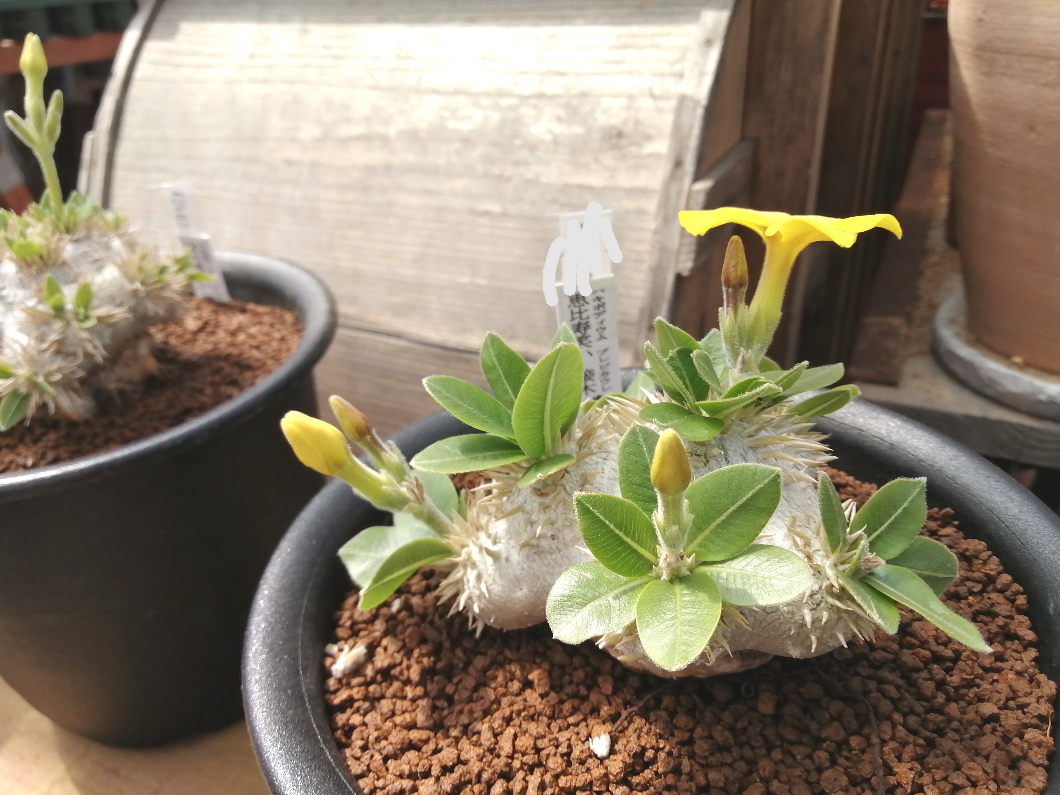 パキポ恵比寿笑ブレビカウレ接木(T) | RuPo 多肉植物専門店