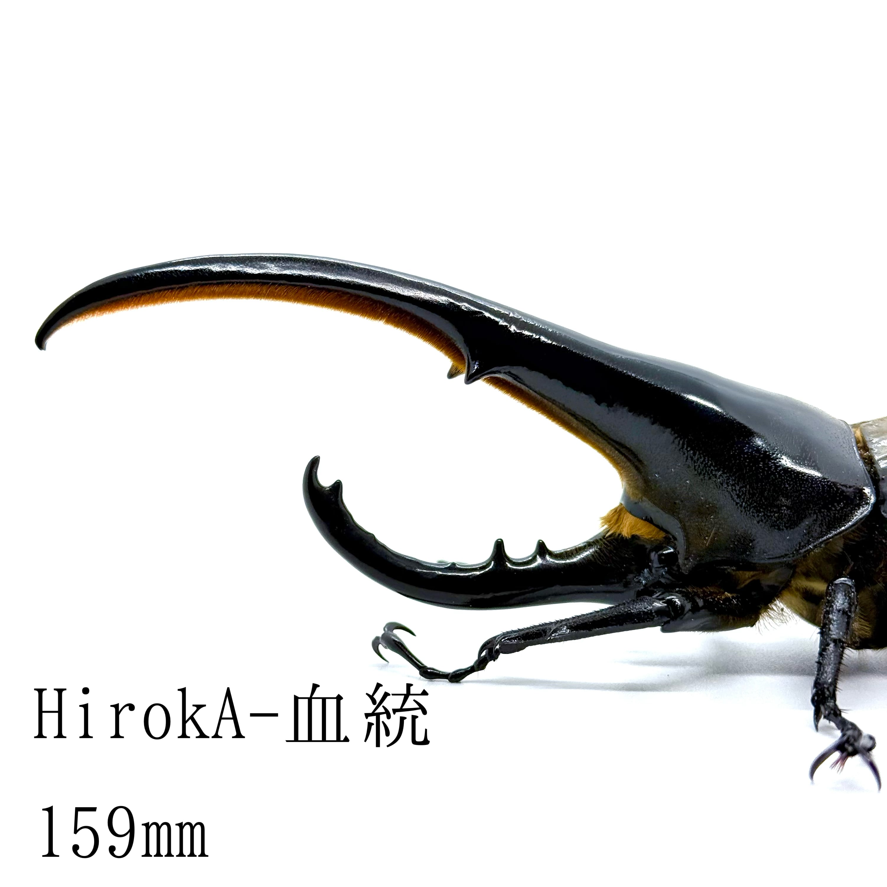 159㎜ / 成虫 / オス / ヘラクレスオオカブト