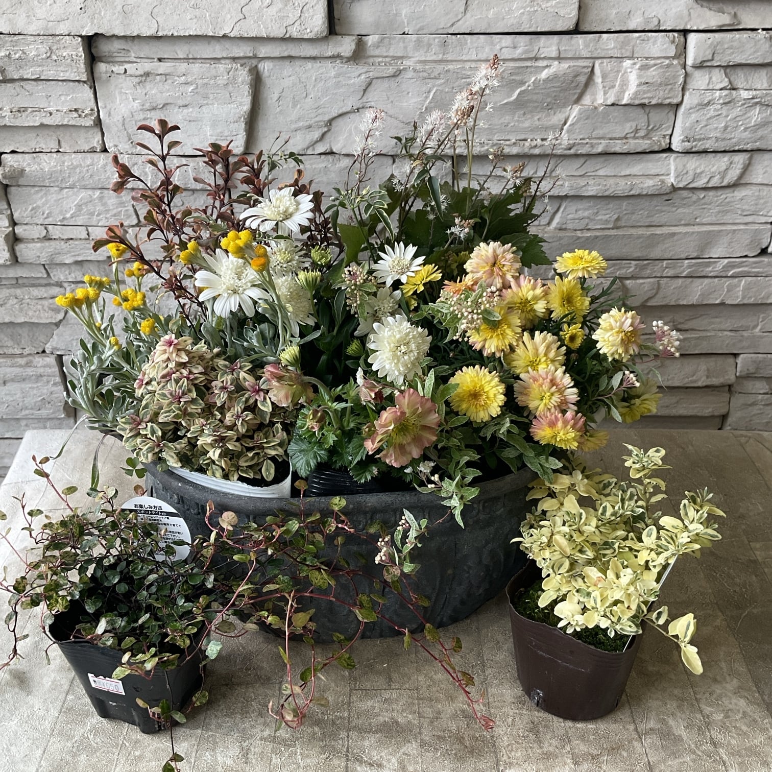 自分で作る寄せ植え苗セット】スキみあを使ったグリーンホワイトの寄せ