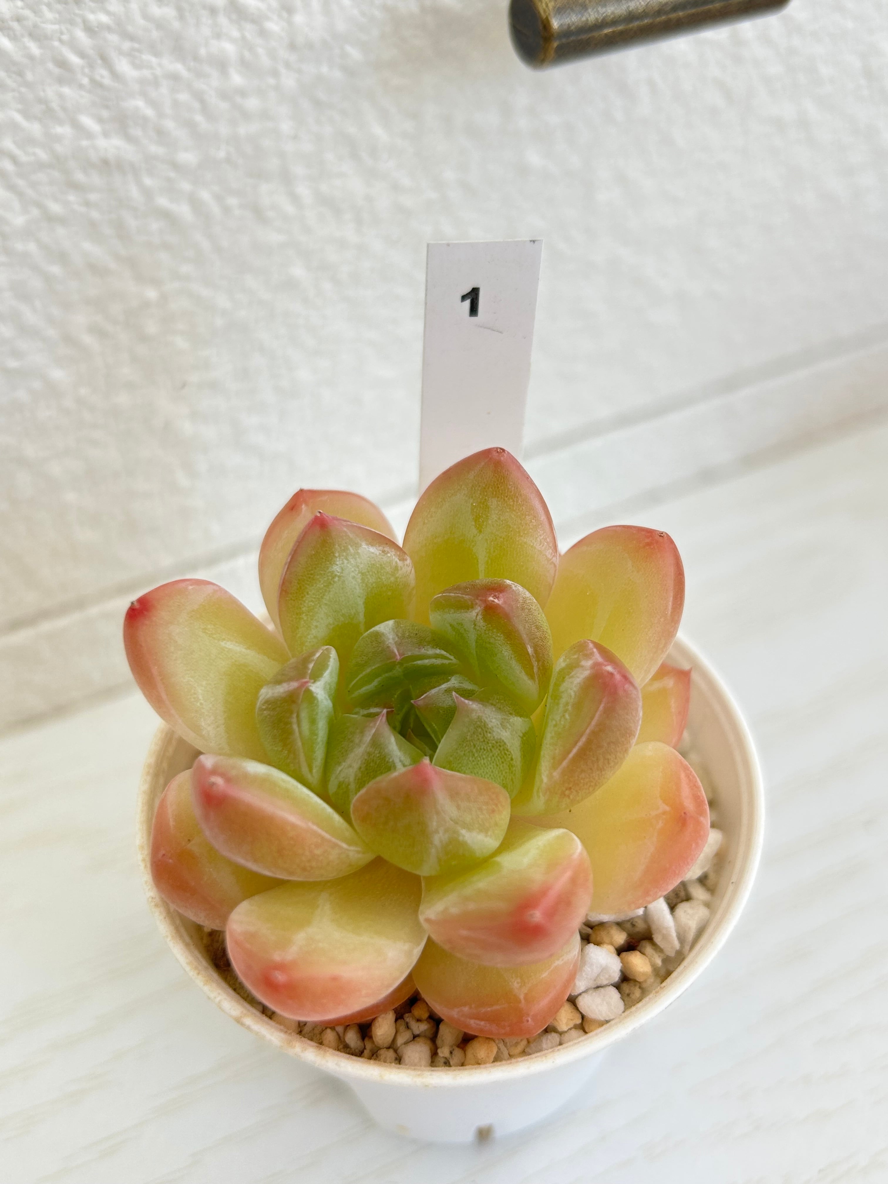 輸入苗 ☆アメイジンググレイス × コールドブーケ No.1