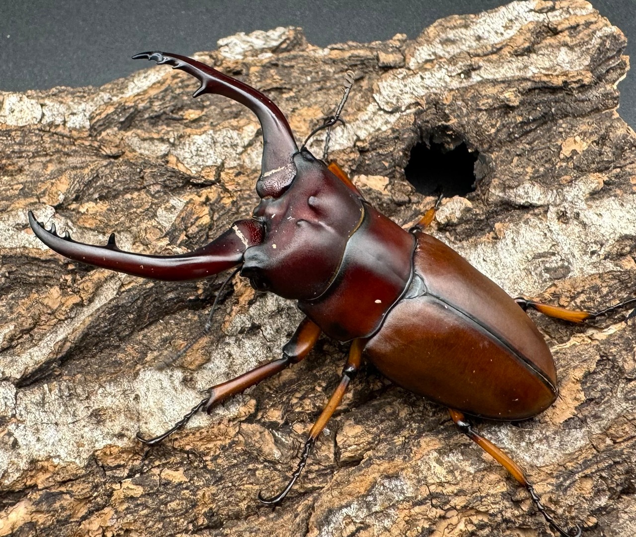 【WD】《アスタコイデスノコギリ65mm ペア》