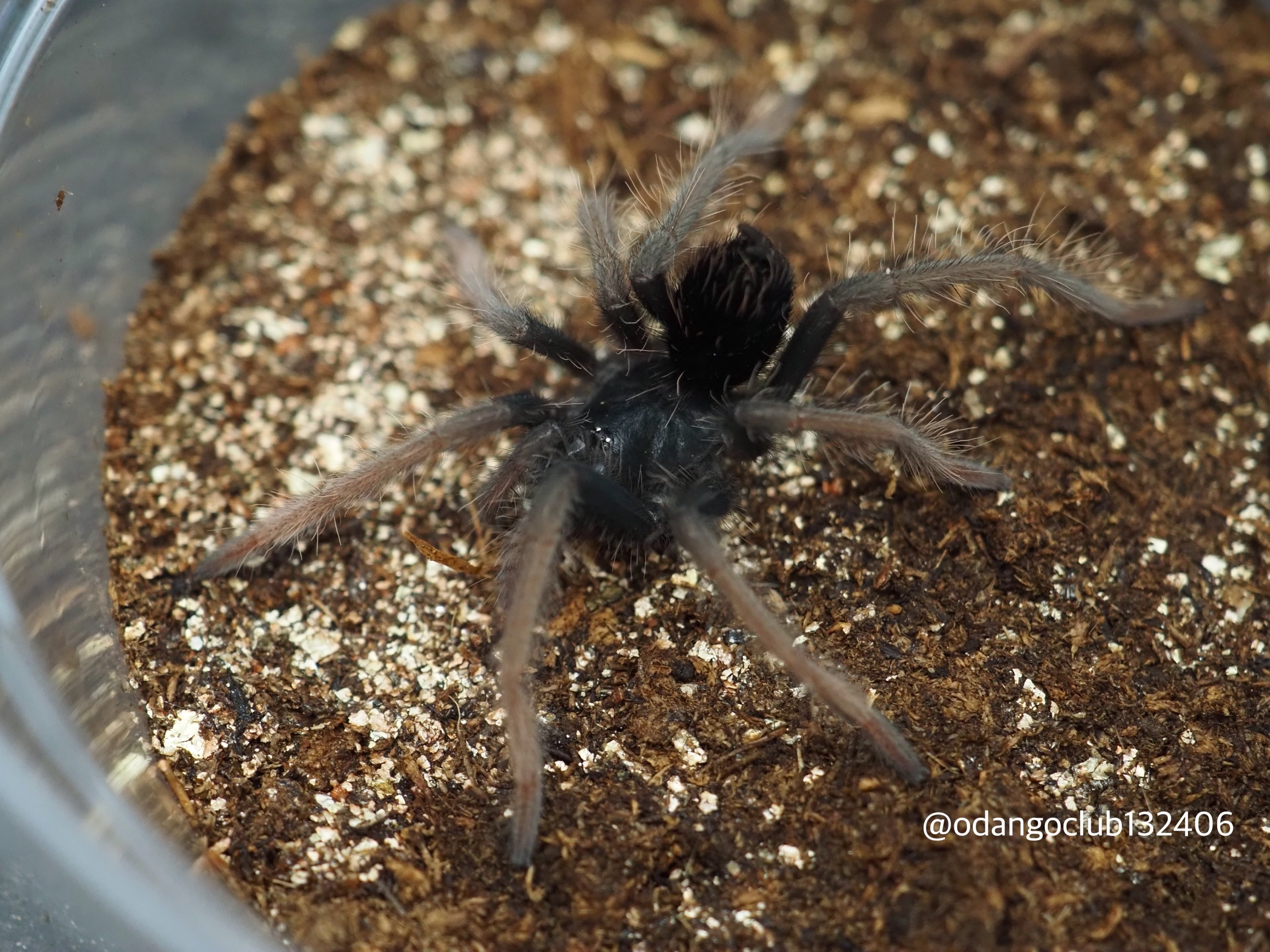 Xenesthis sp. 