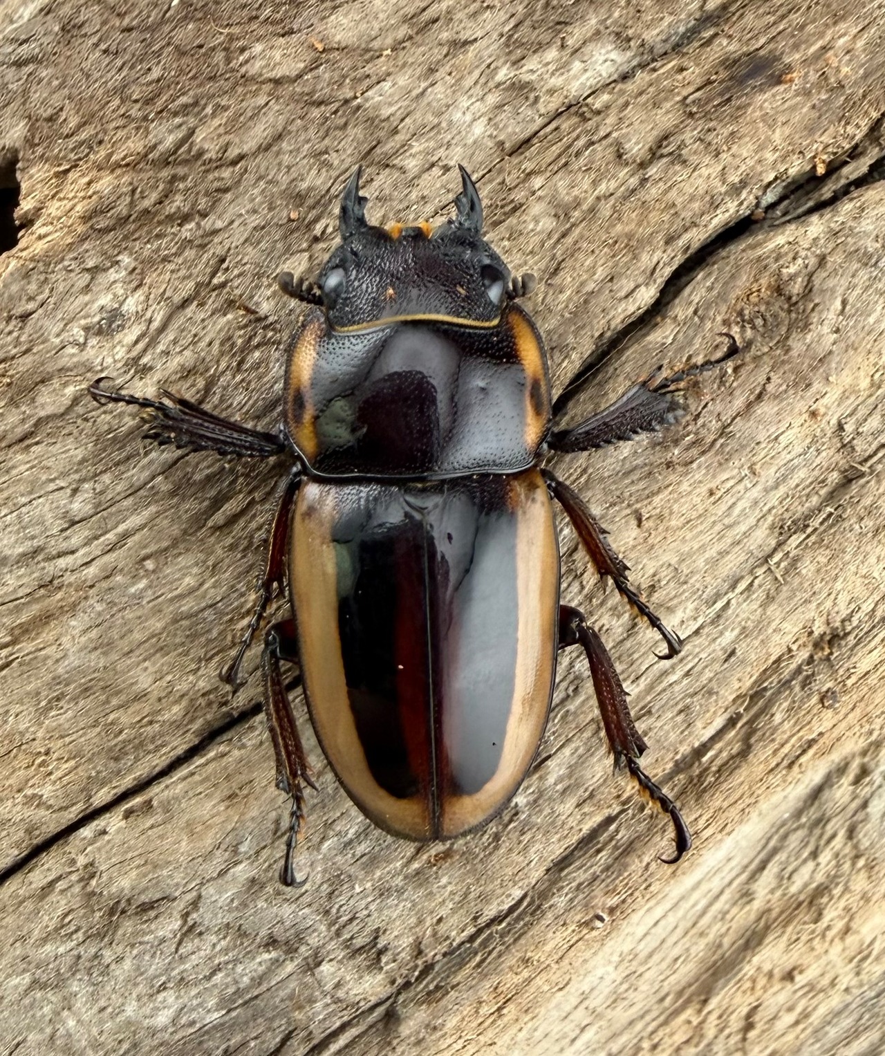 【WD】《ラテラリスノコギリ亜種マイリーン 52mm ペア》