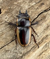 【WD】《ラテラリスノコギリ亜種マイリーン 52mm ペア》