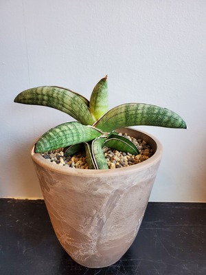 Sansevieria Eilensis【artPLANTs】サンスベリア/サンセベリア