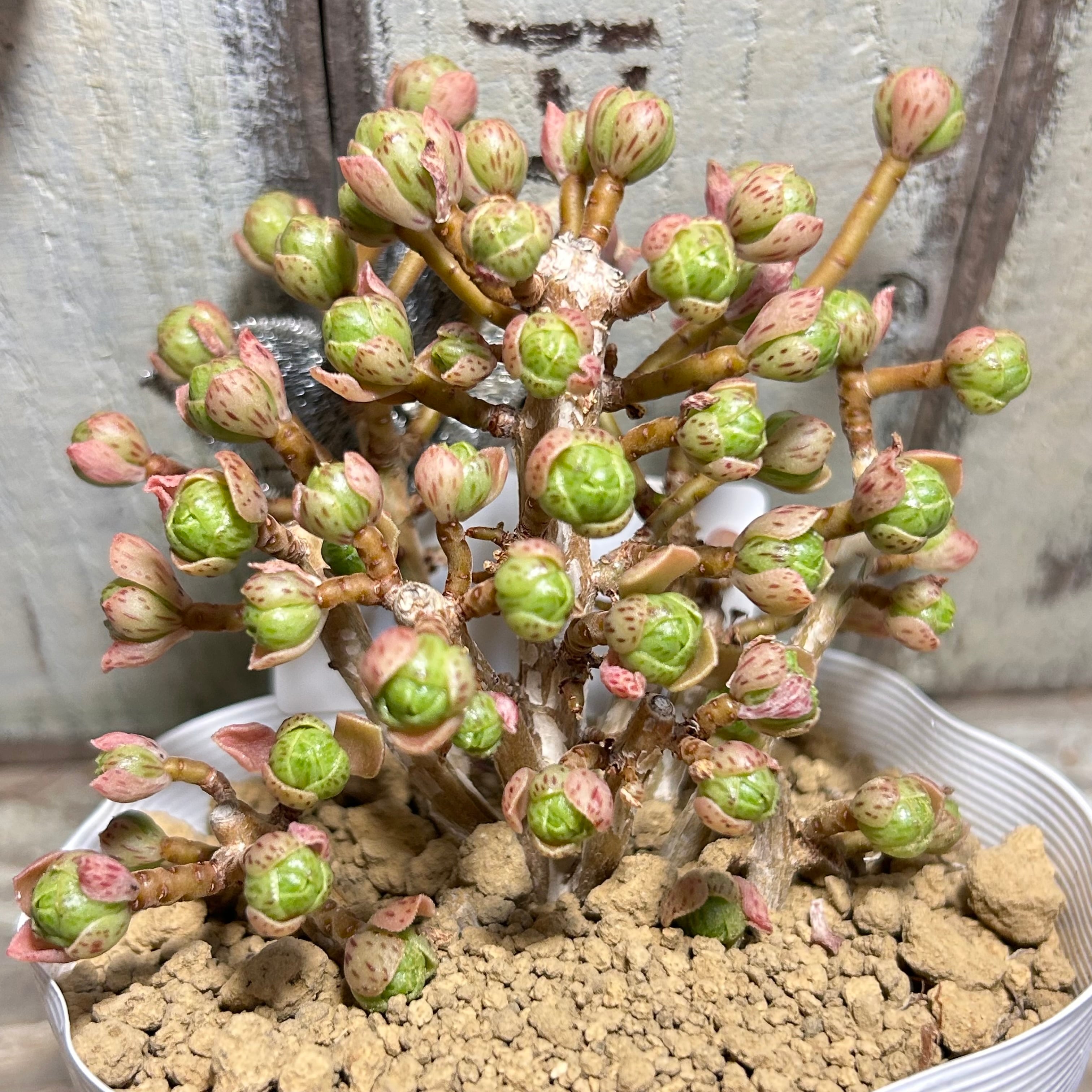 アエオニウム | RuPo 多肉植物専門店