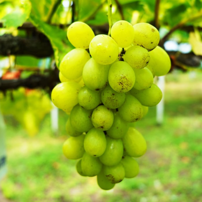 【ぶどう】 果汁がはじける！黒ぶどう(佐賀県産)|有機野菜 通販 Oisix