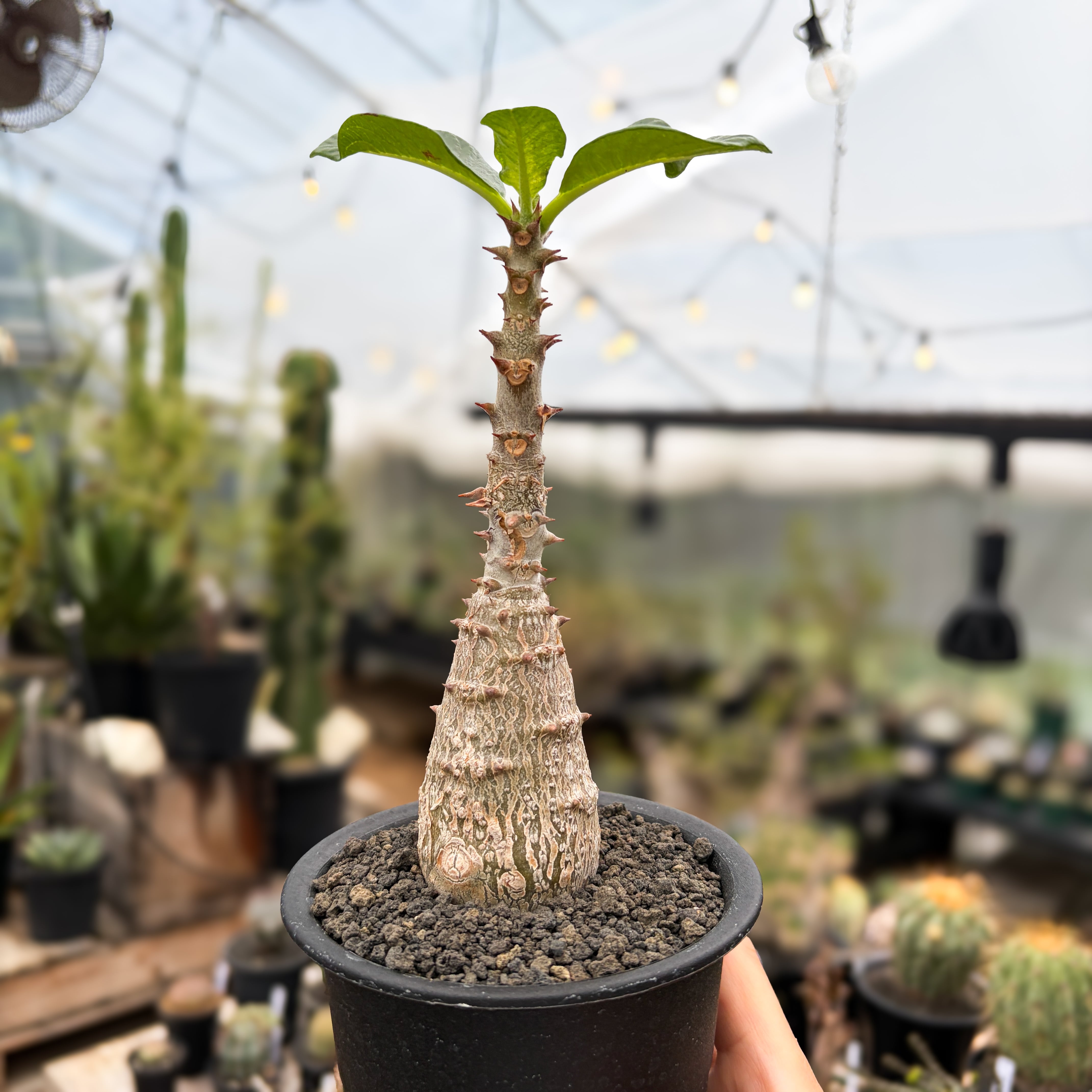 パキポディウム　ウィンゾリー Pachypodium windsorii【パキポディウム・ウィンゾリー】 | RIMO'S