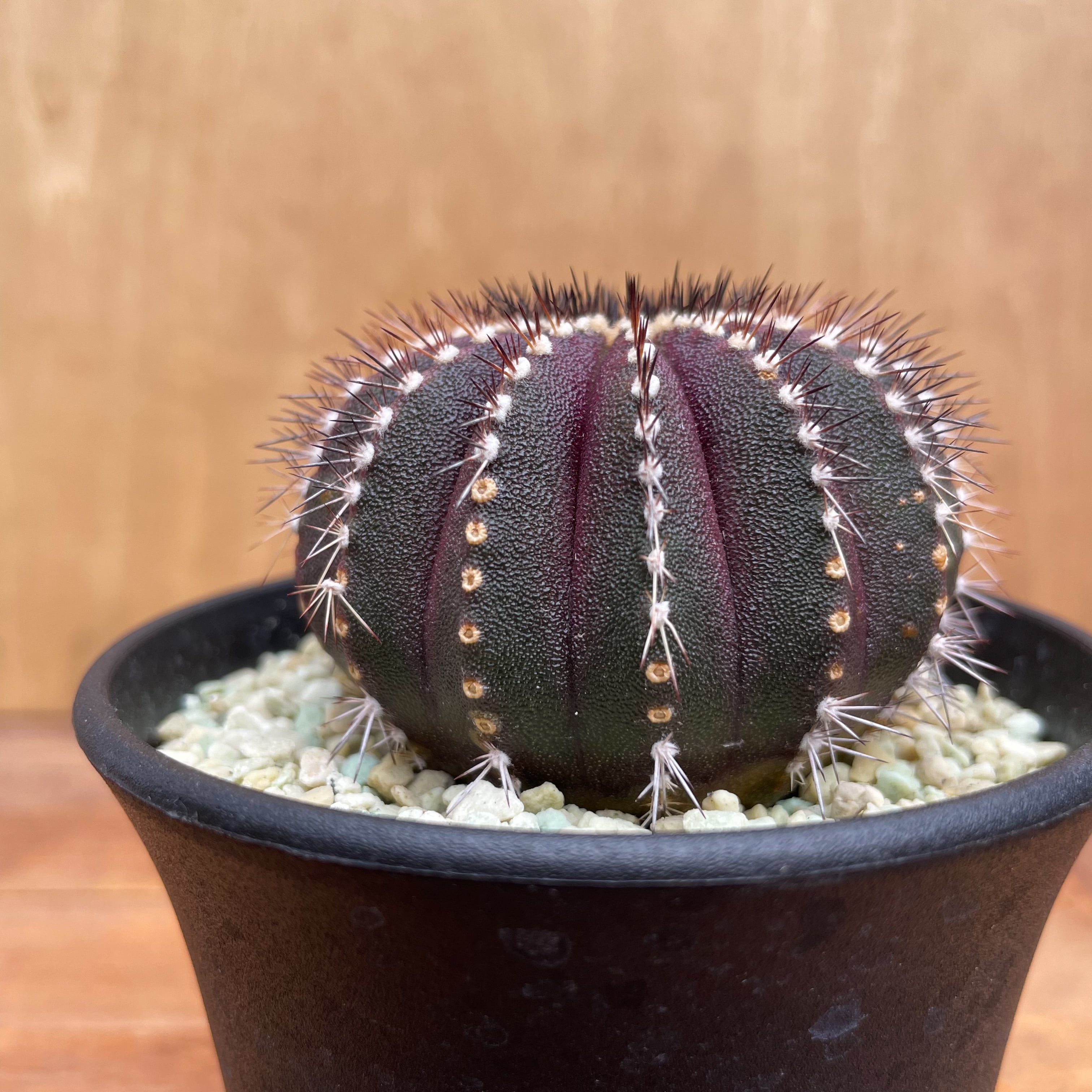 ペクチニフェラ サボテン 大株