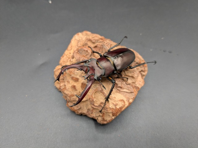 タイワンミヤマ　♂62ｍｍ♀40ｍｍ