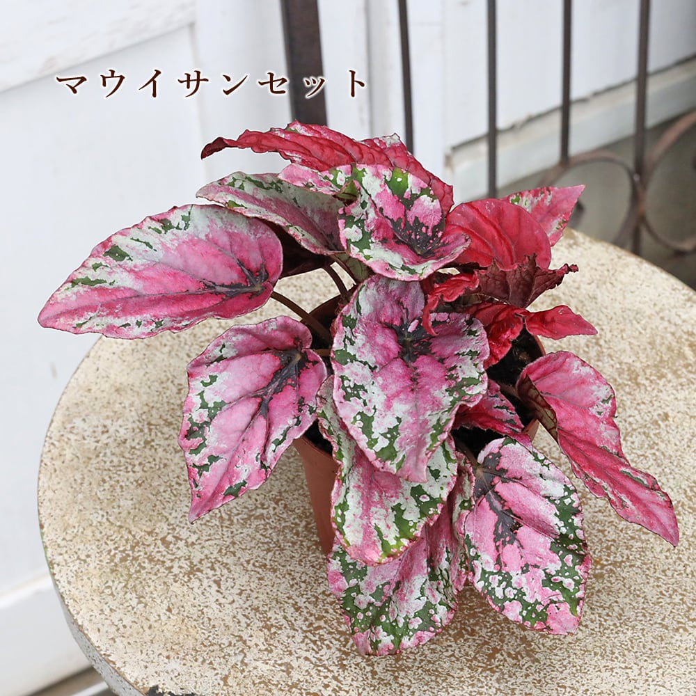 観葉植物 レックスベゴニア ビリーフシリーズ 3.5号 個性的 カラフル