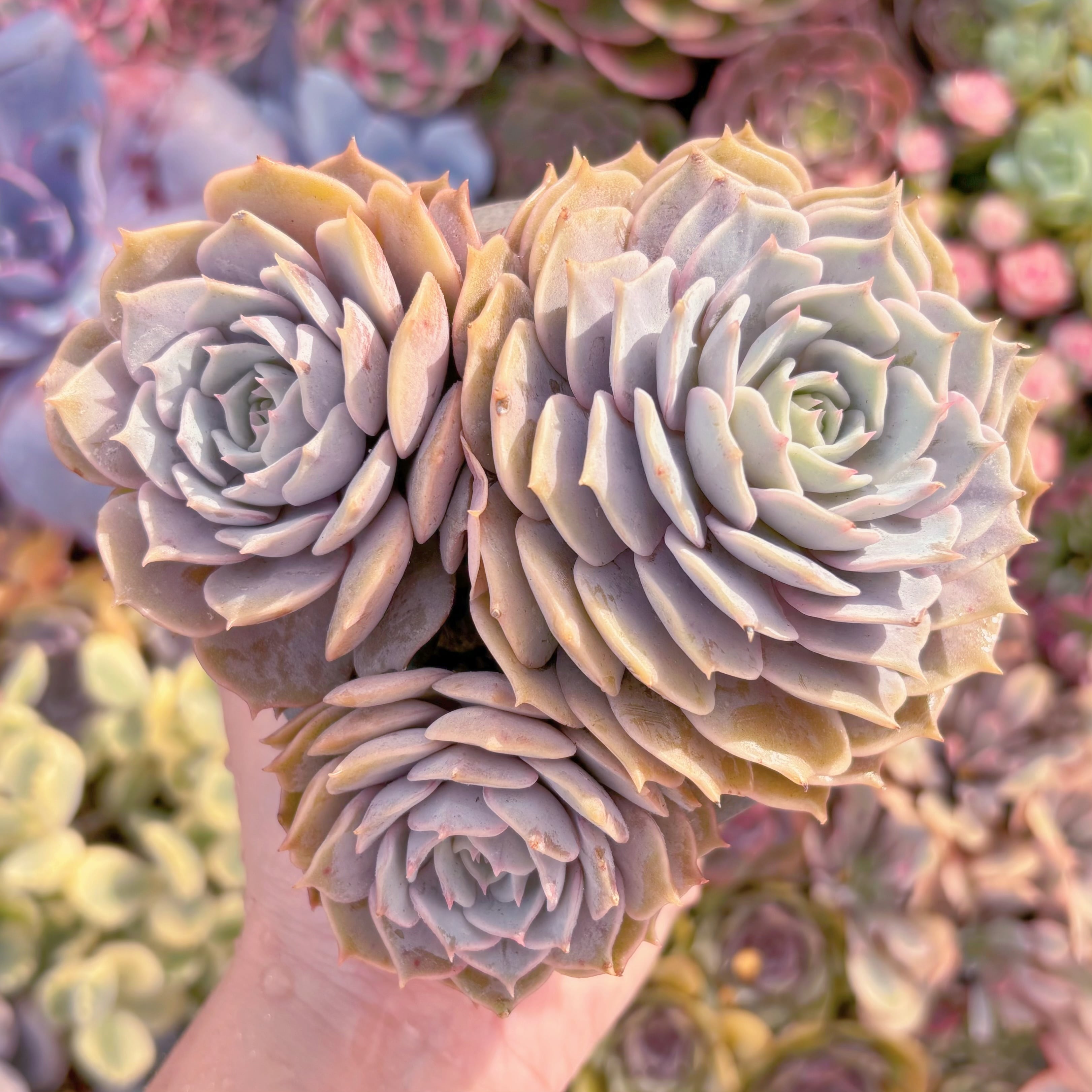 現品　ローラ#A068　群生　新入荷　るる農園