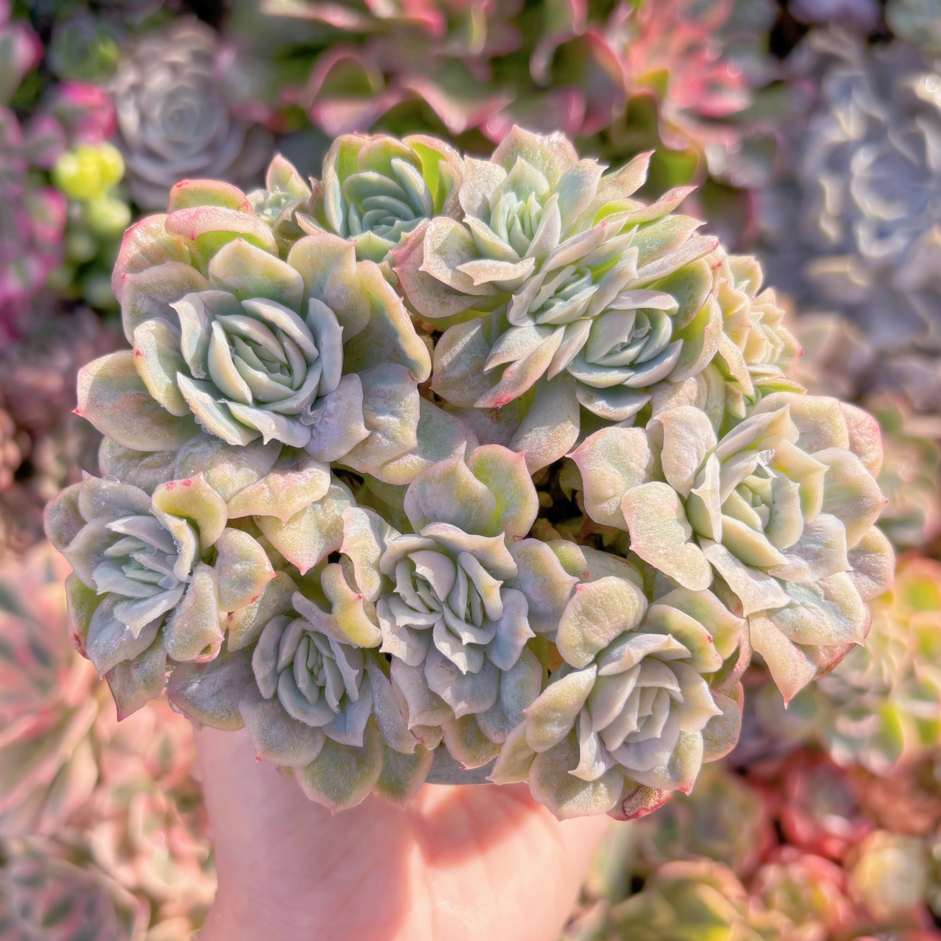 多肉植物　bubble skirt　群生　新入荷　るる農園