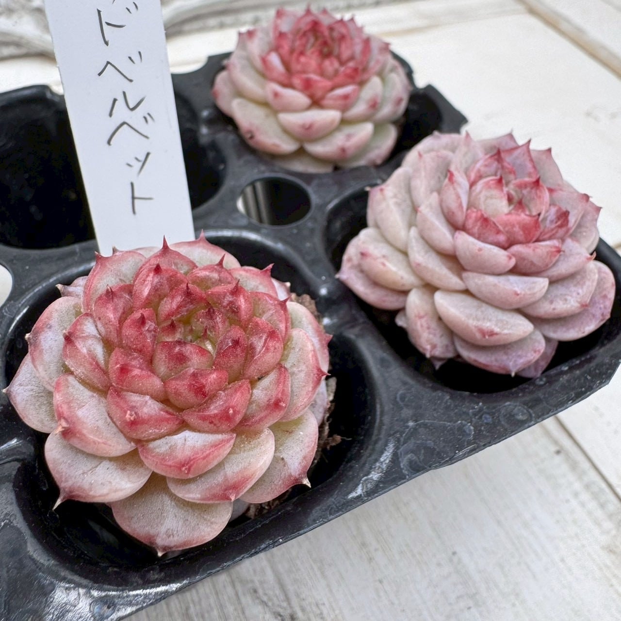 輸入苗 | アトリエnana 多肉植物専門店