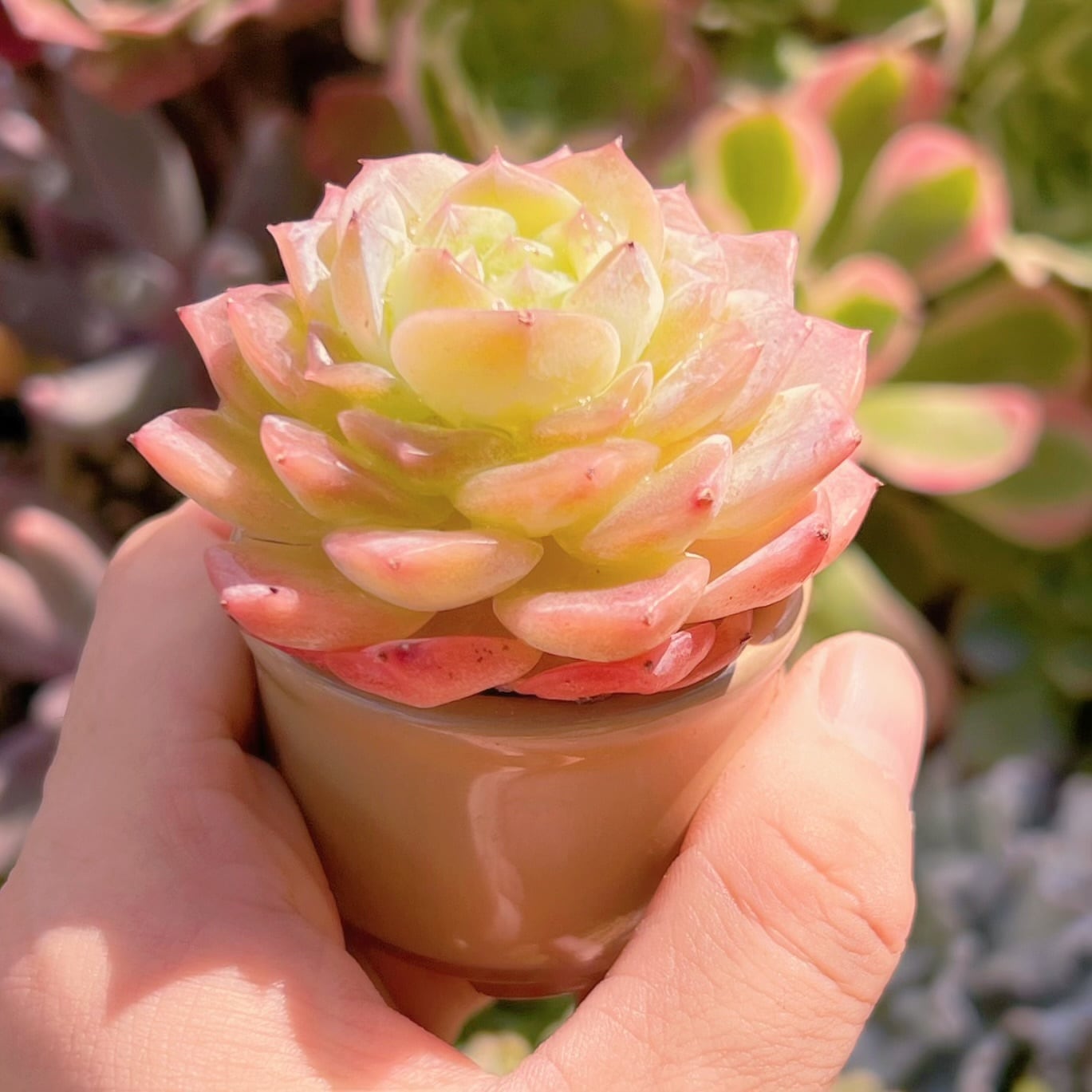 多肉植物 純愛 新入荷 るる農園 | るる農園~多肉植物専門