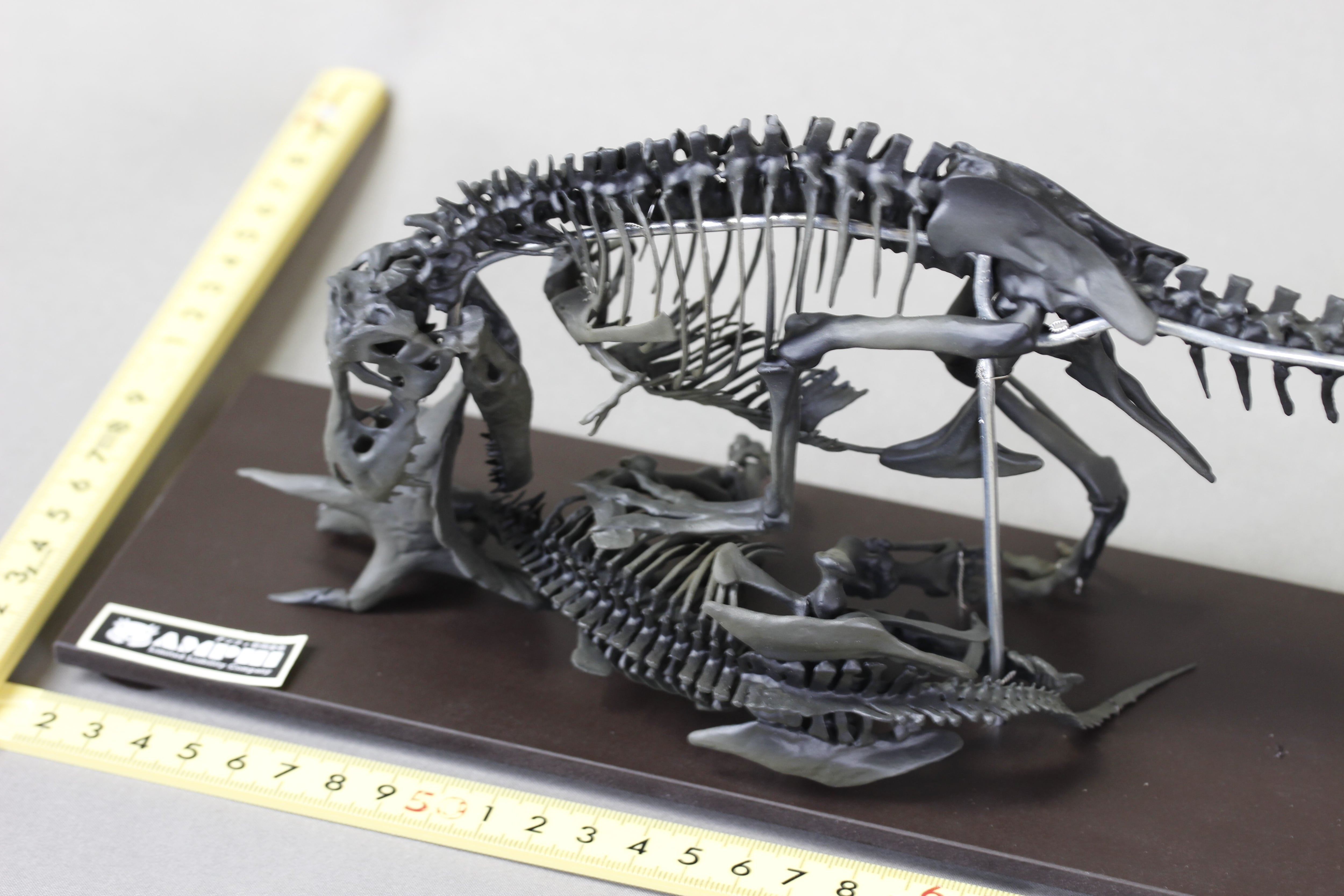 40cm】ティラノサウルス と トリケラトプス 縮小全身骨格模型【 恐竜