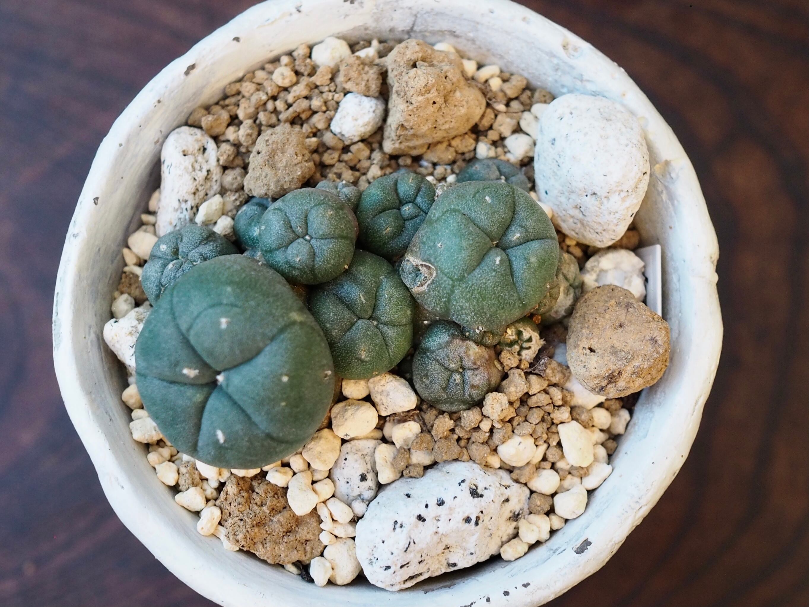 【古株】激渋二頭銀冠玉 Lophophora fricii 烏羽玉 ロフォフォラ 仔吹き烏羽玉錦(こふきうばたまにしき)：ロフォフォラ属 (B02
