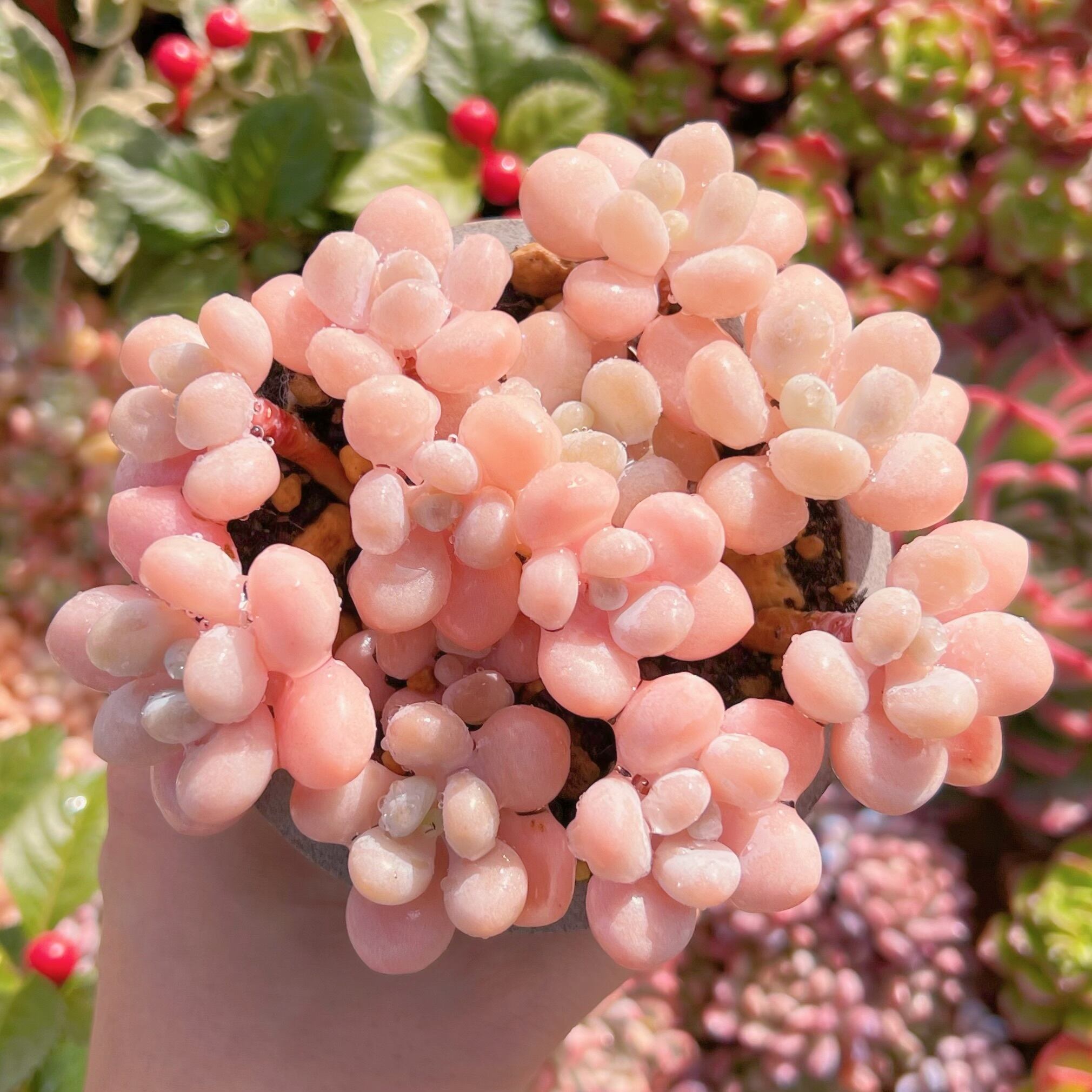 現品　ジャポン玉#068　るる農園