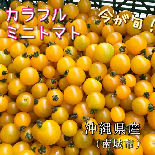【直接受取用】カラフルミニトマト（イエロー）200g