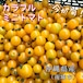 【直接受取用】カラフルミニトマト（イエロー）200g