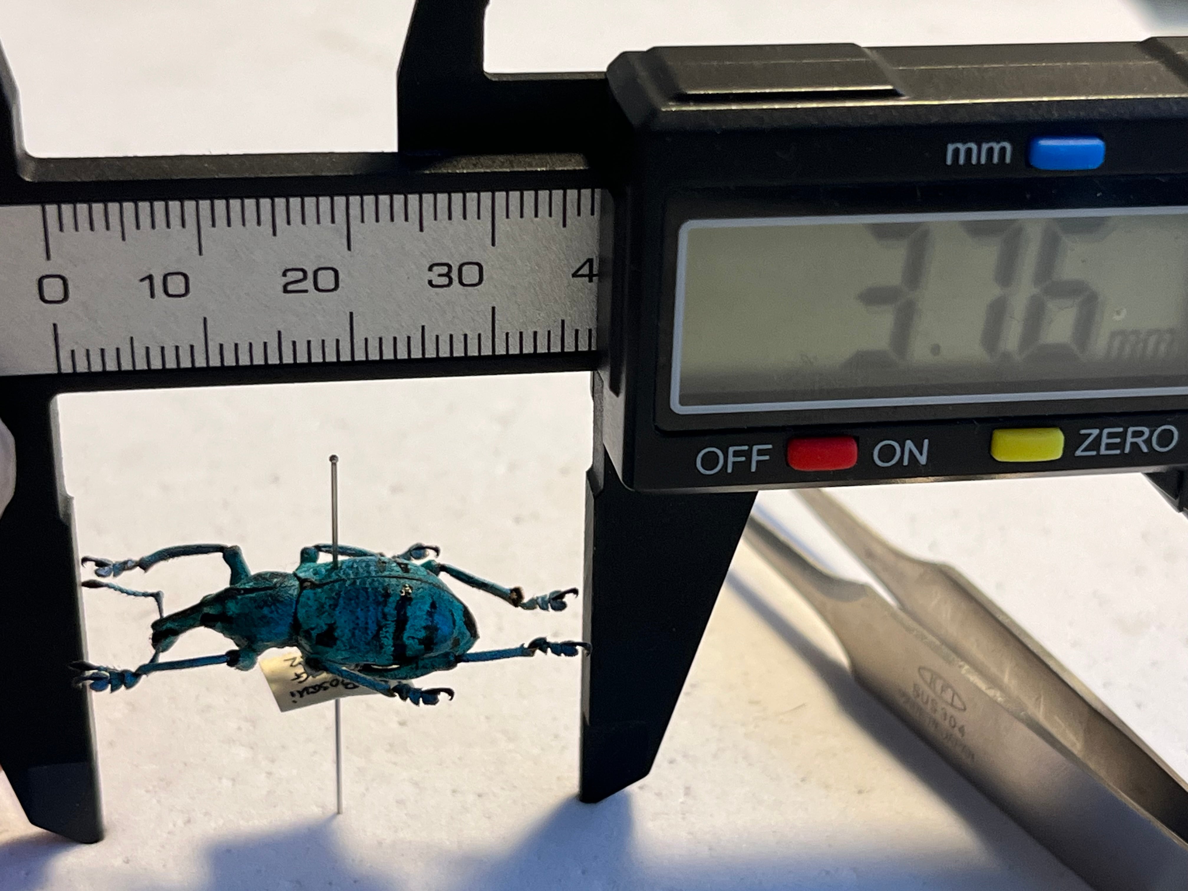 22mm】模様が少ないため目が眩むようなターコイズブルーを拝める