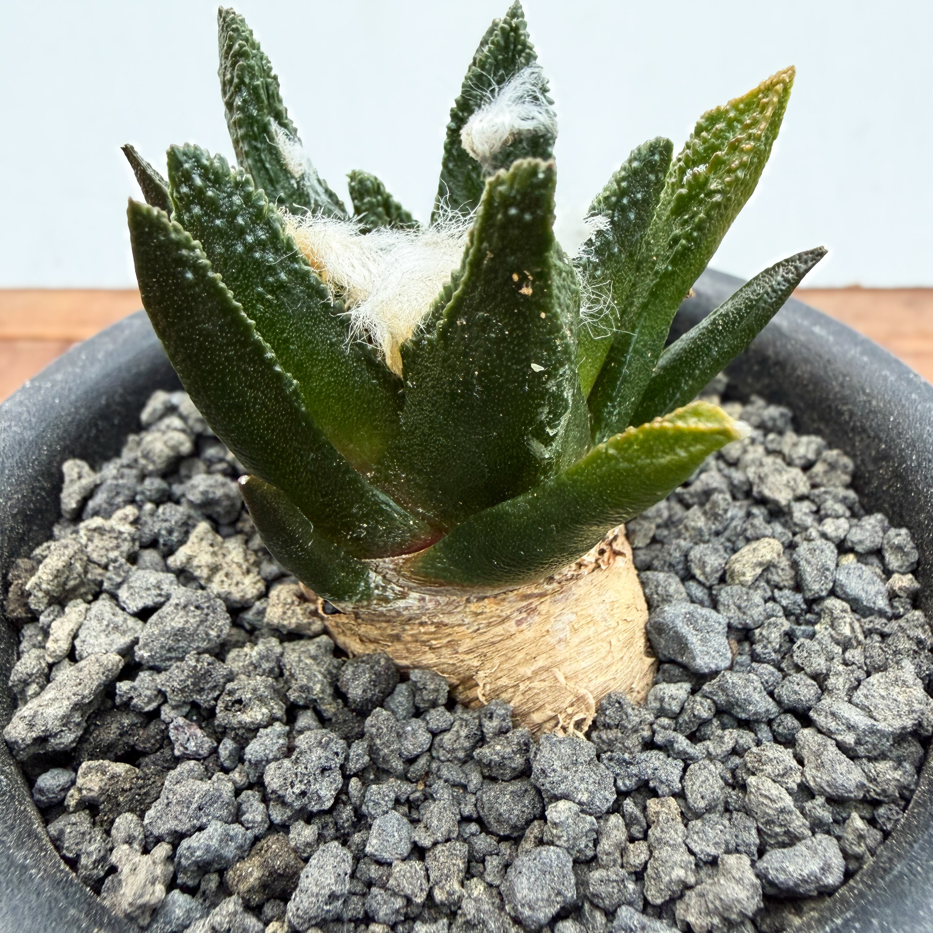 Ariocarpus bravoanus【アリオカルプス・ブラボアナス・実生
