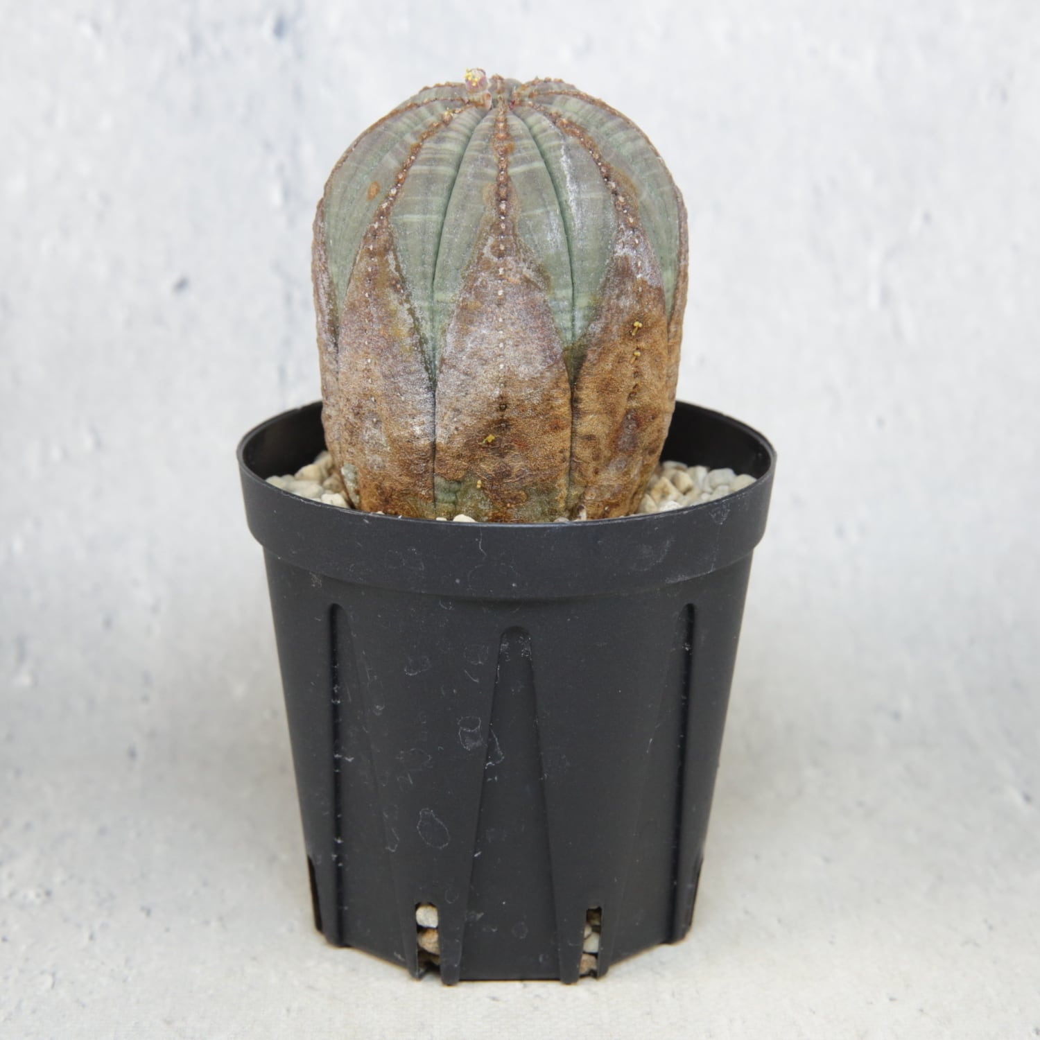 オス株 超美模様 木質化 マイクロ オベサ / ユーフォルビア