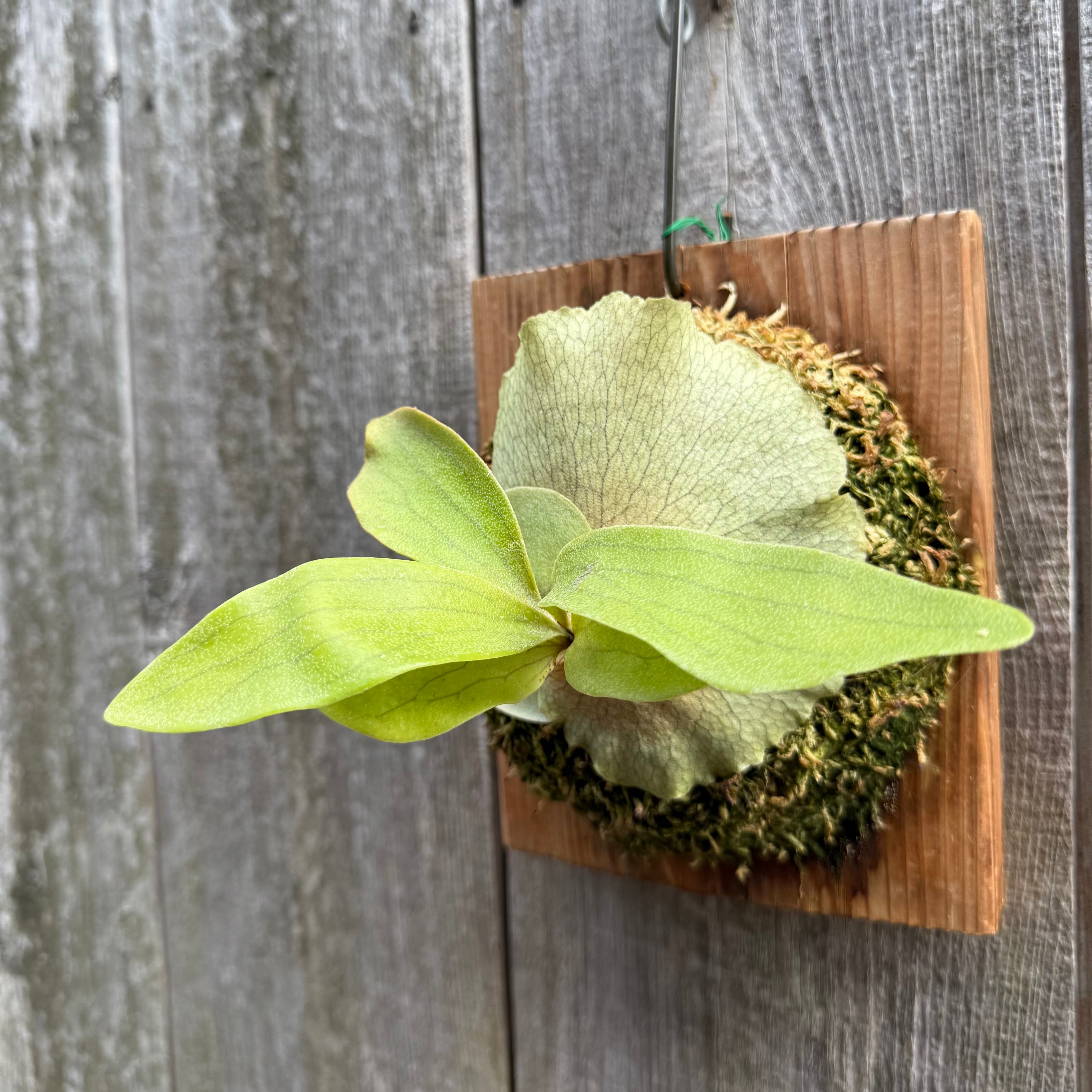 P.hillii Kylin (from Yot) | naturefix