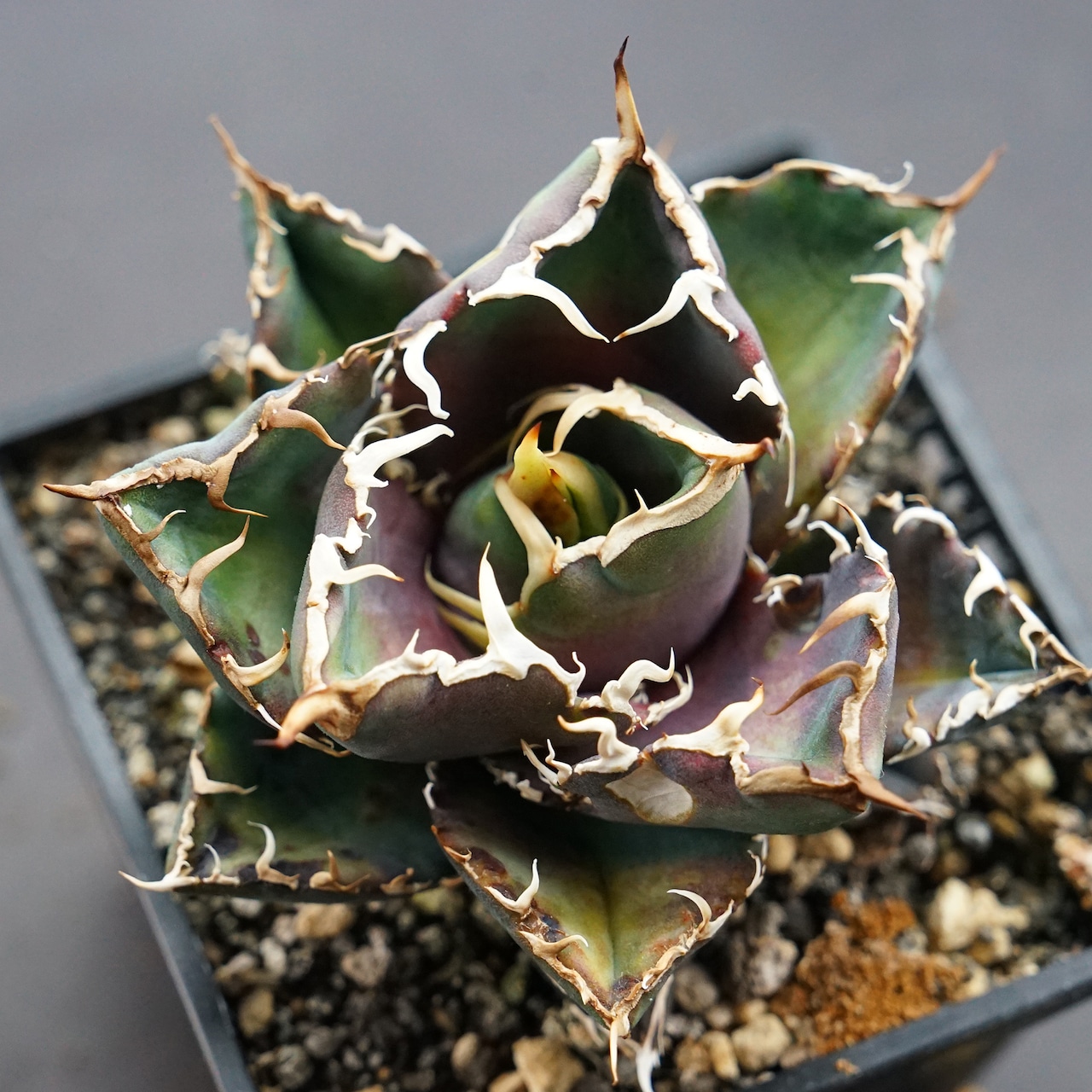 【PREMIUM】抜き苗 シーザー Agave titanota 'Caesar'