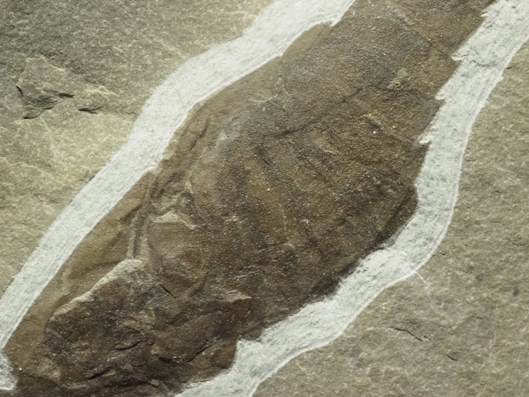 横向き！？ウミサソリの化石【Eurypterus remipes】【1315g】アメリカ