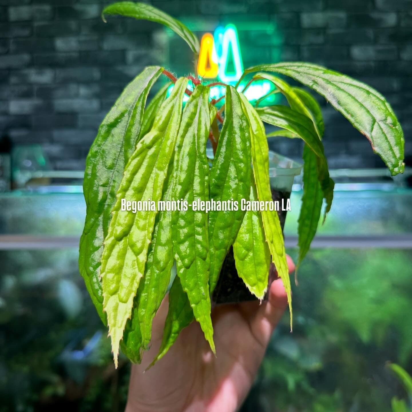 ベゴニア 出雲の煌星 斑入り -Begonia Izumo no Kiraboshi variegated