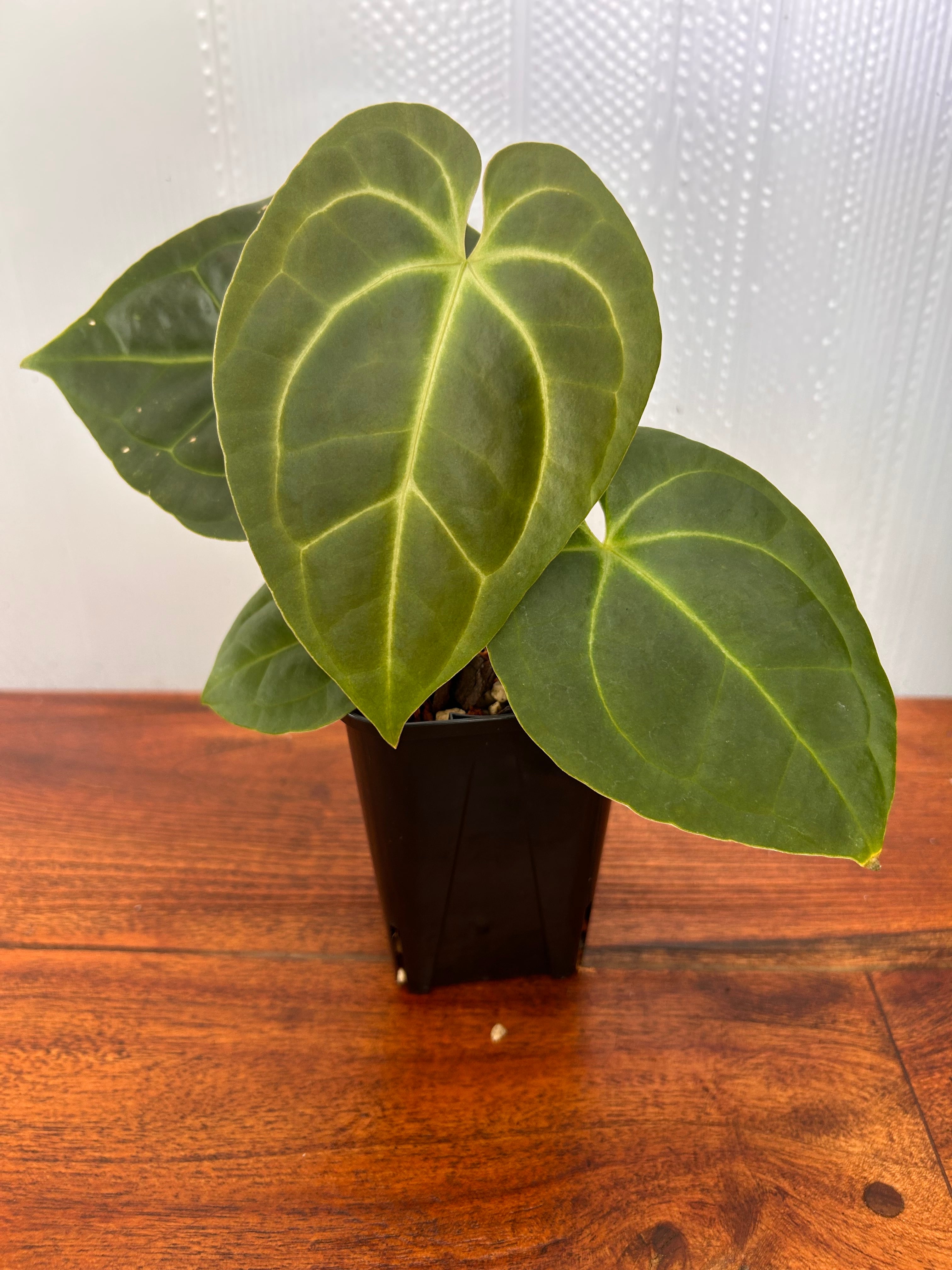Anthurium | BALI-AN 園芸
