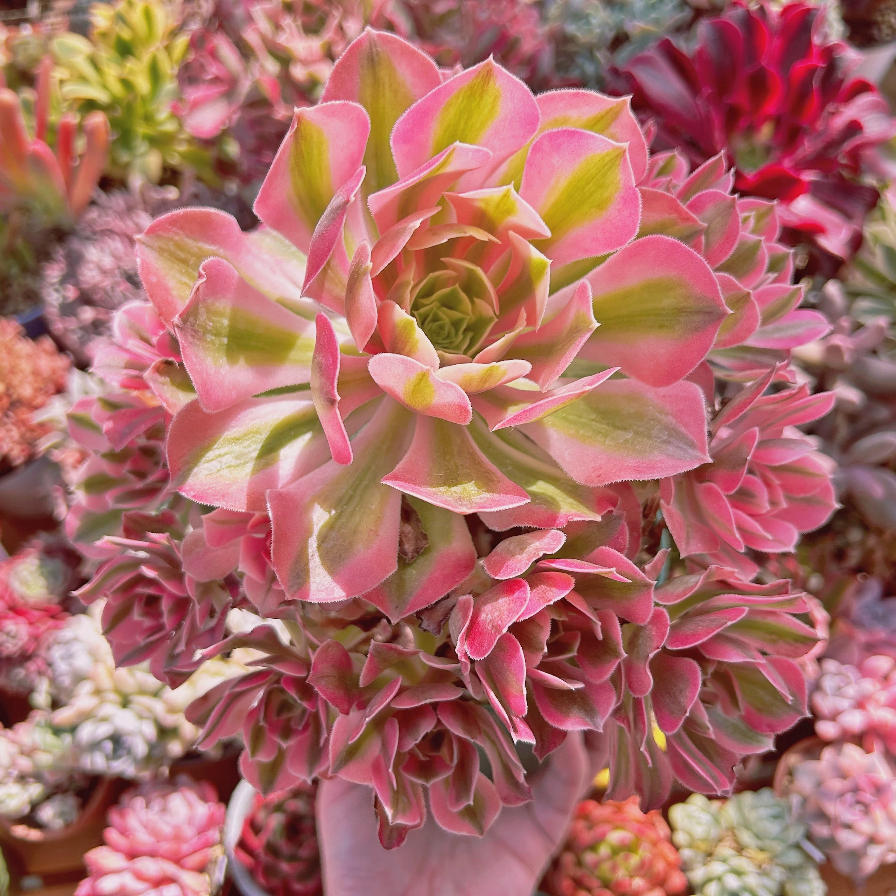 #086現物　超美苗　アフラダイティ(Aeonium 'Pink Witch')   特大　抜き苗