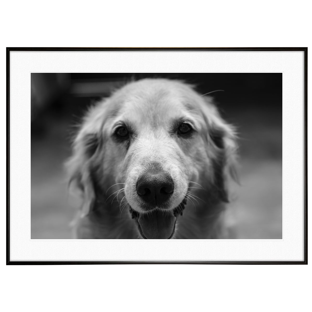 AR29枚まとめ売り美品ブラックホワイトなど 動物写真 ゴールデンレトリーバー インテリア モノクロアートポスター